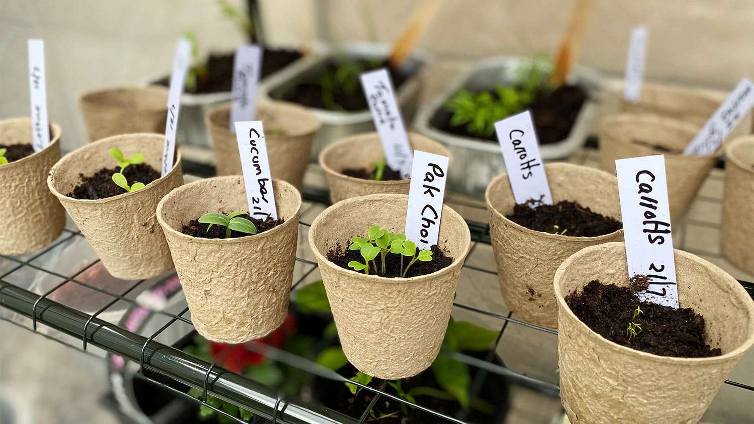 Labeled seedling plants dirty growth