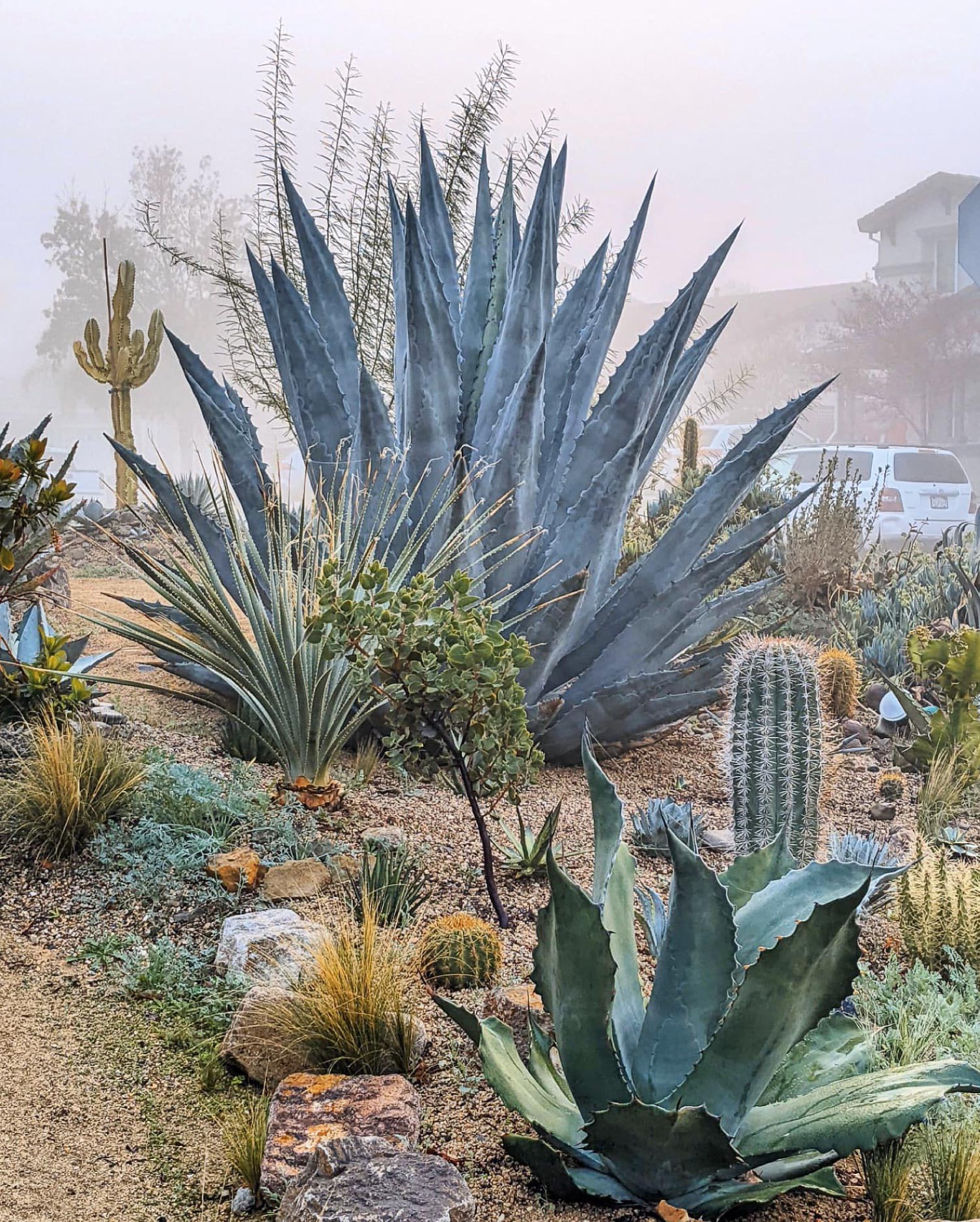 A landscaping with cactus and rocks