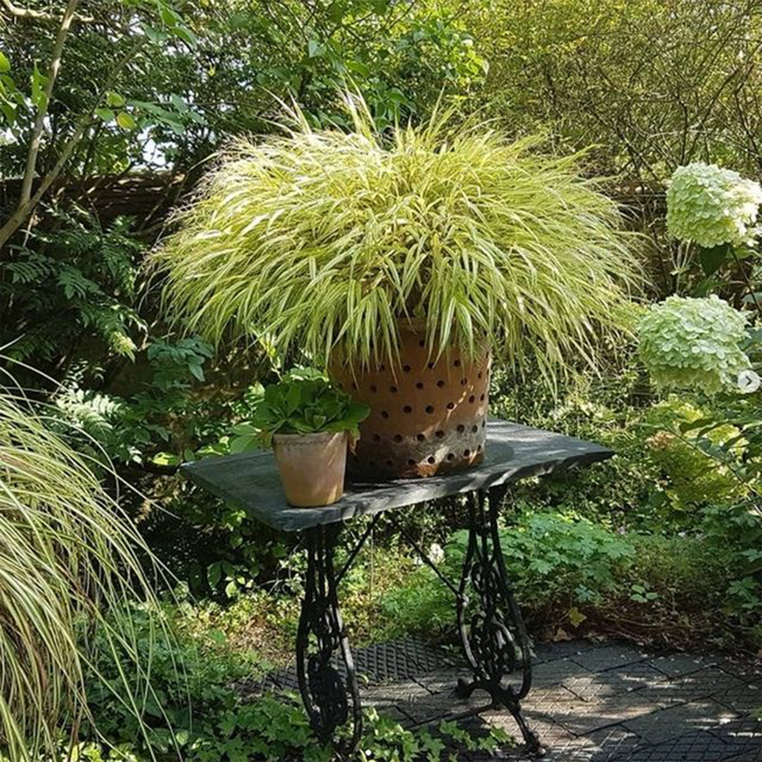 potted plants on table