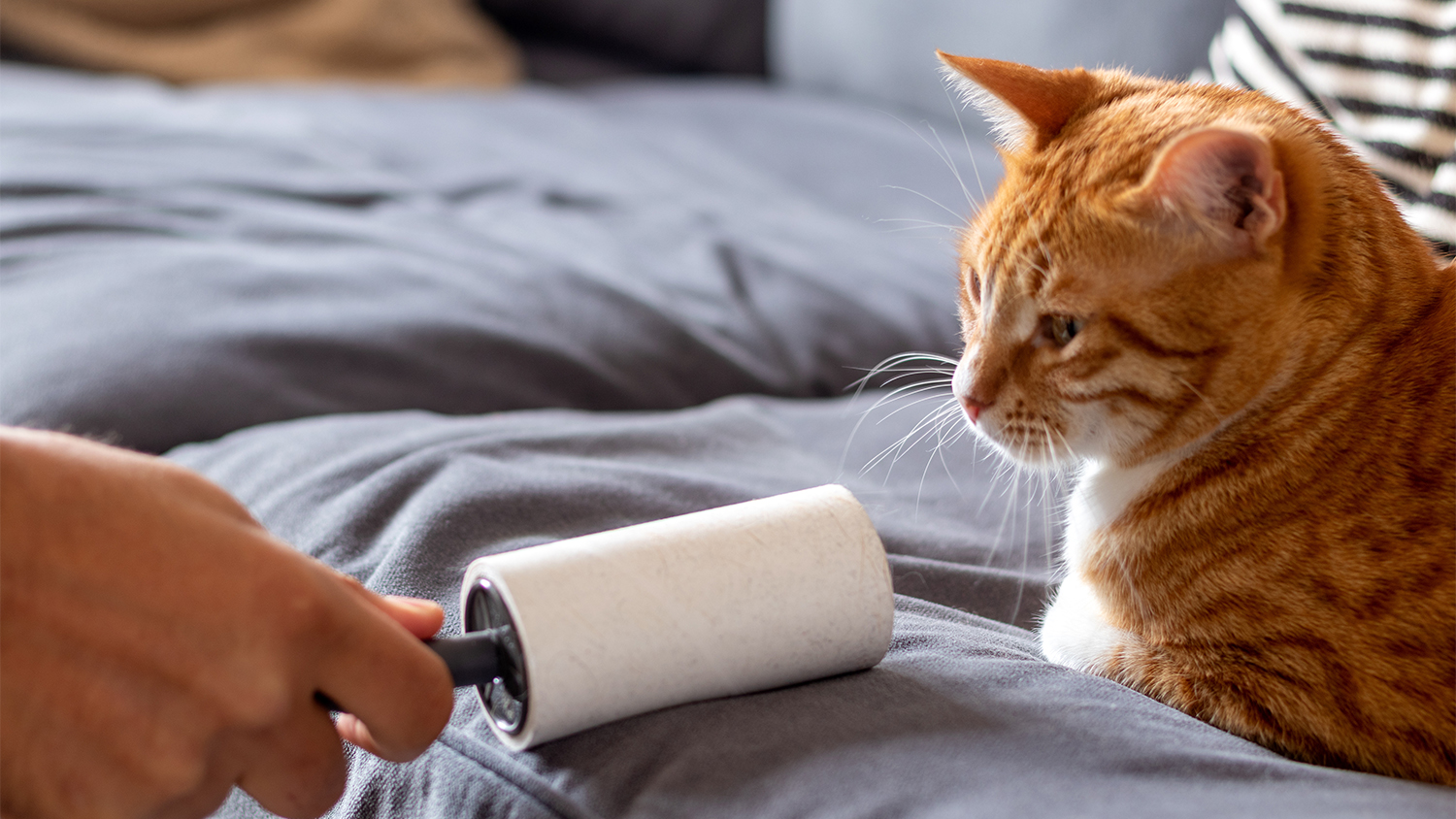 lint roller for cat hair