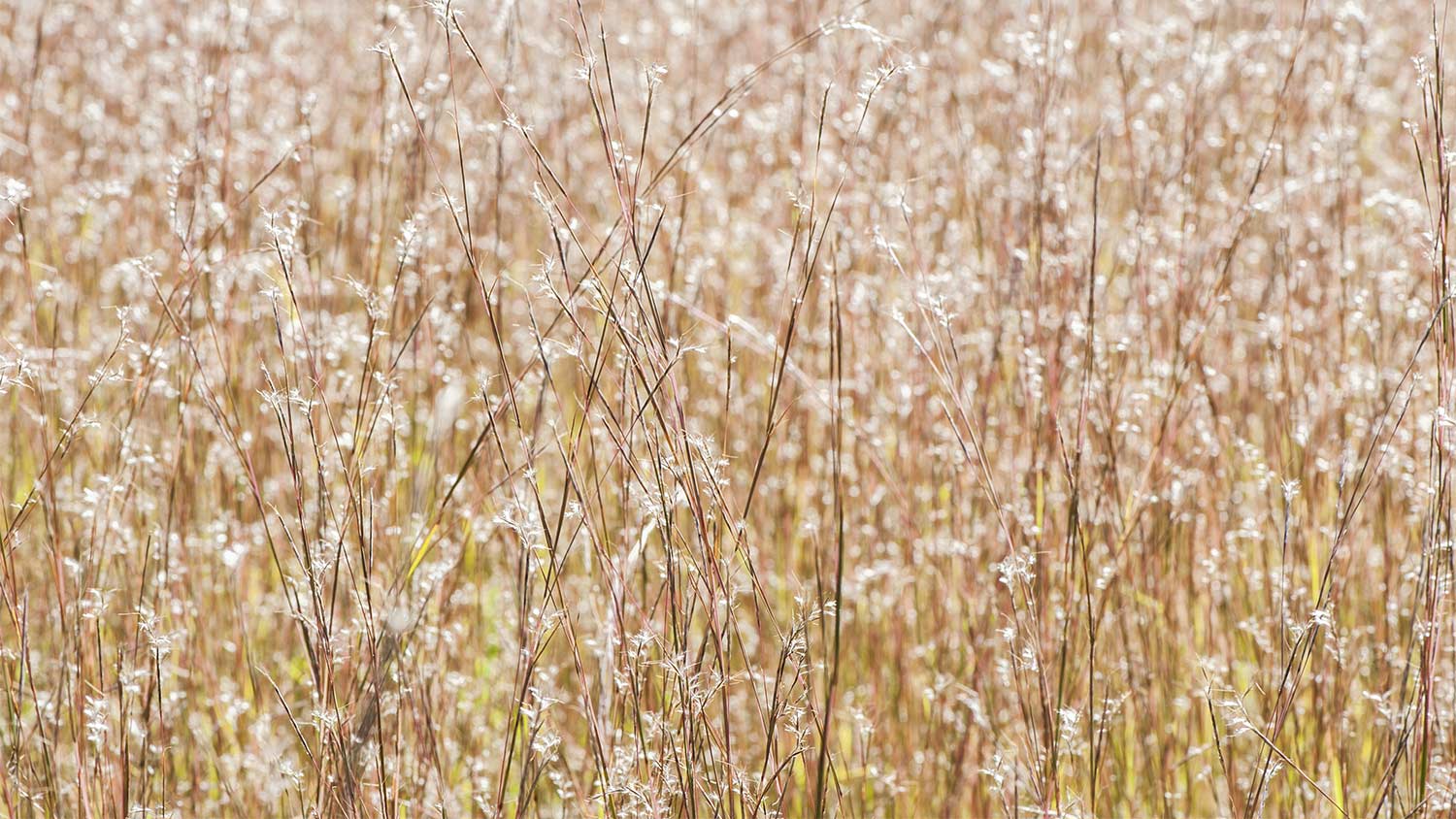 Field of little blue stem