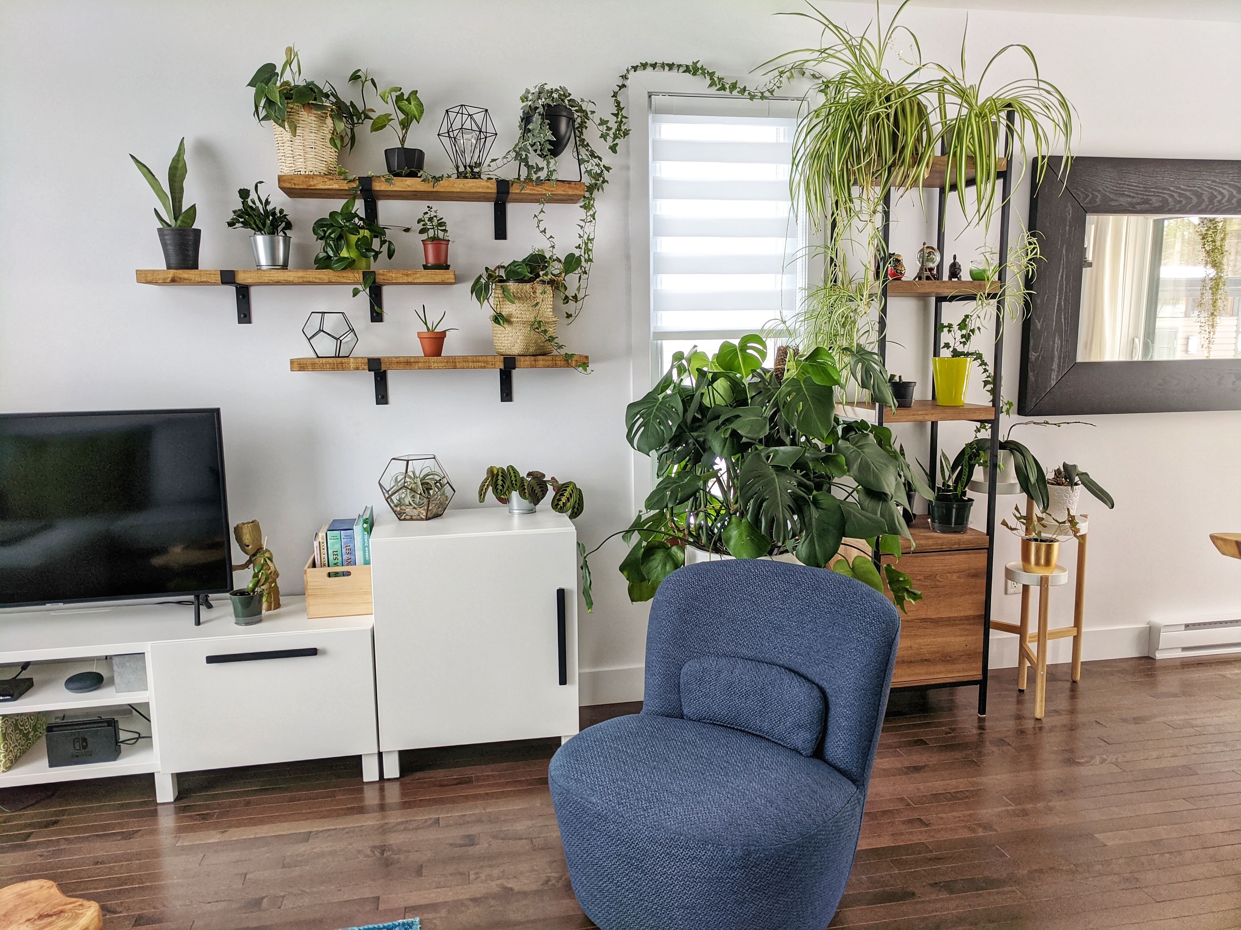 Green potted plants arranged on wooden shelves above a media cabinet