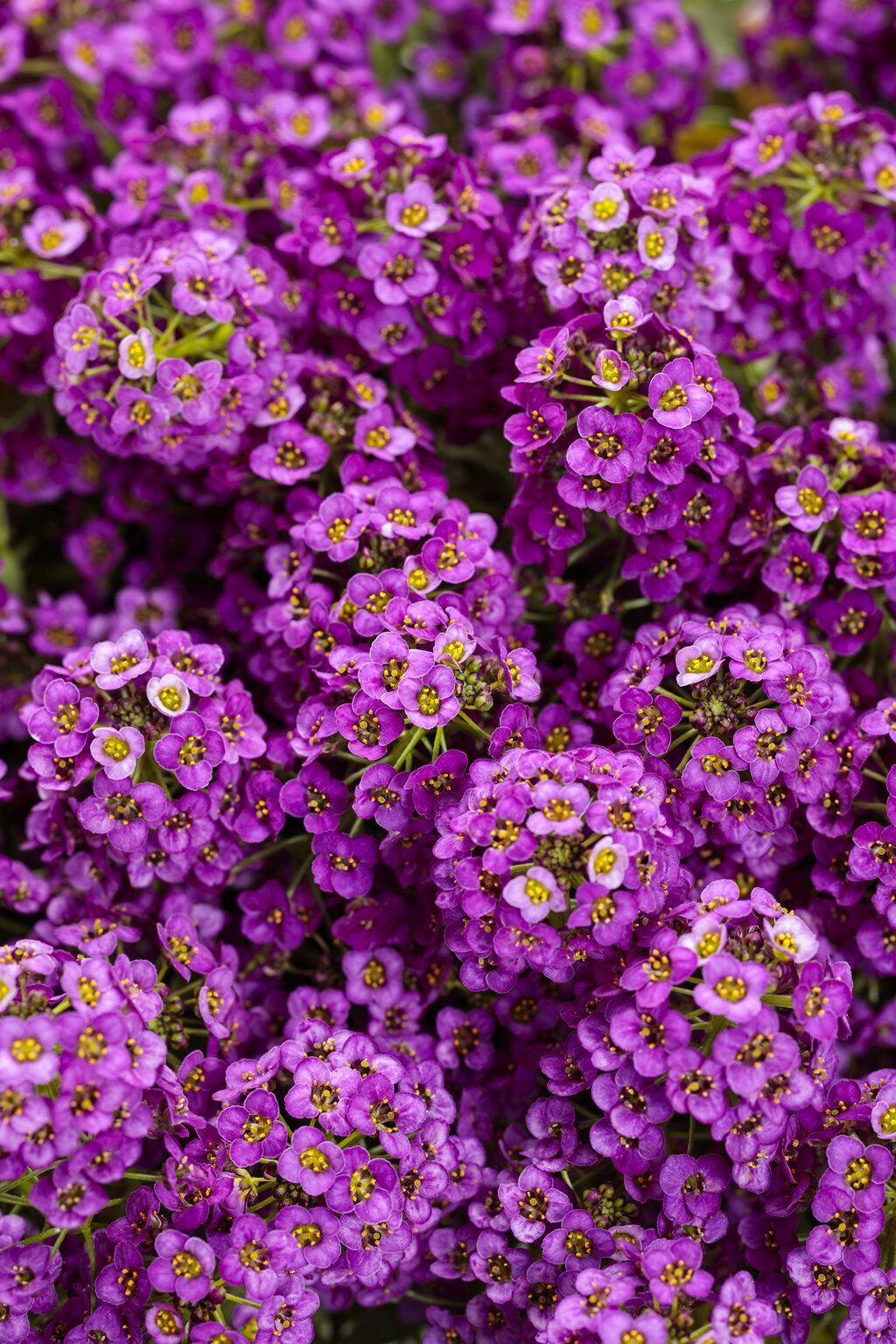 violet flowers in garden