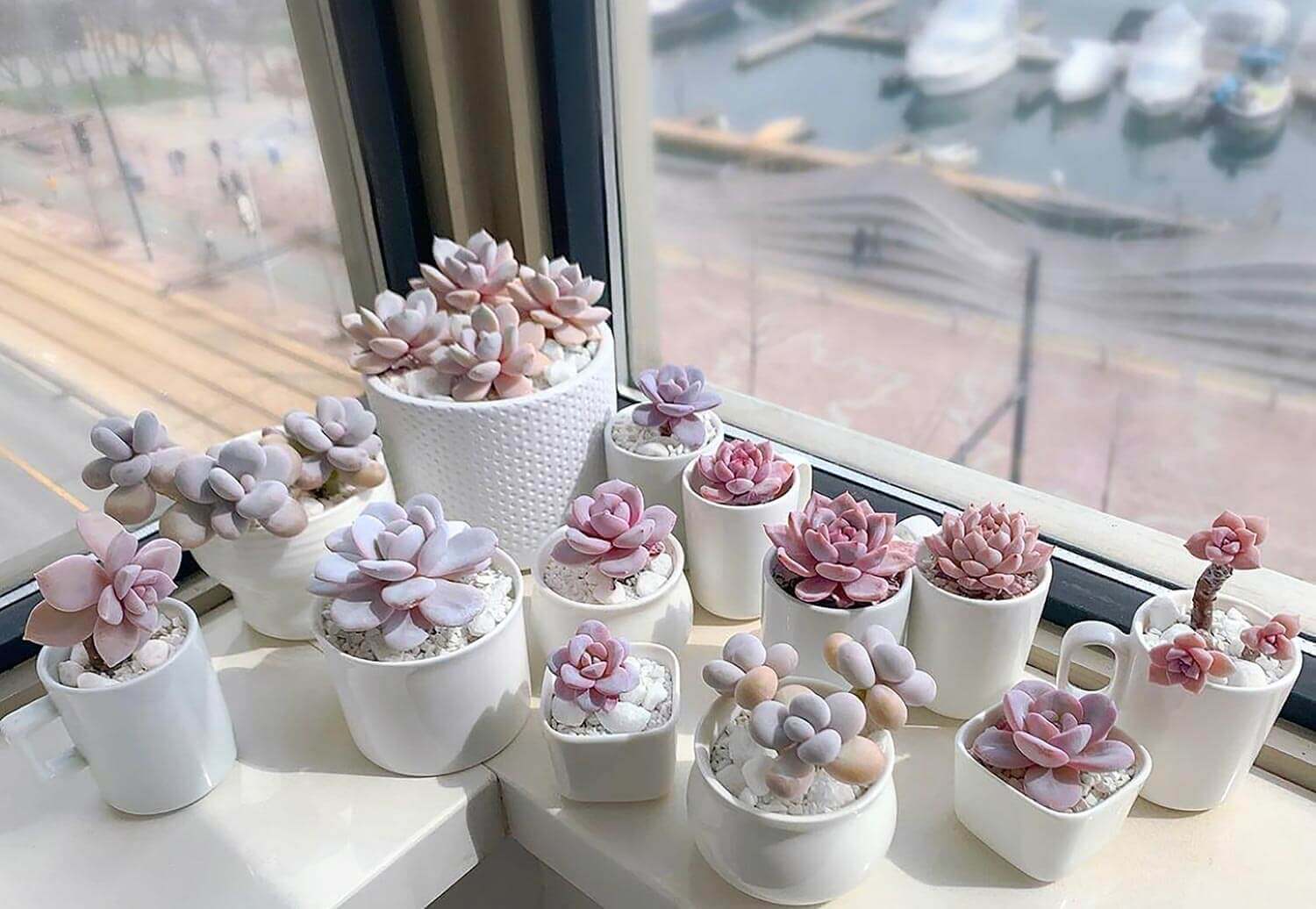 Pots with low maintenance succulents