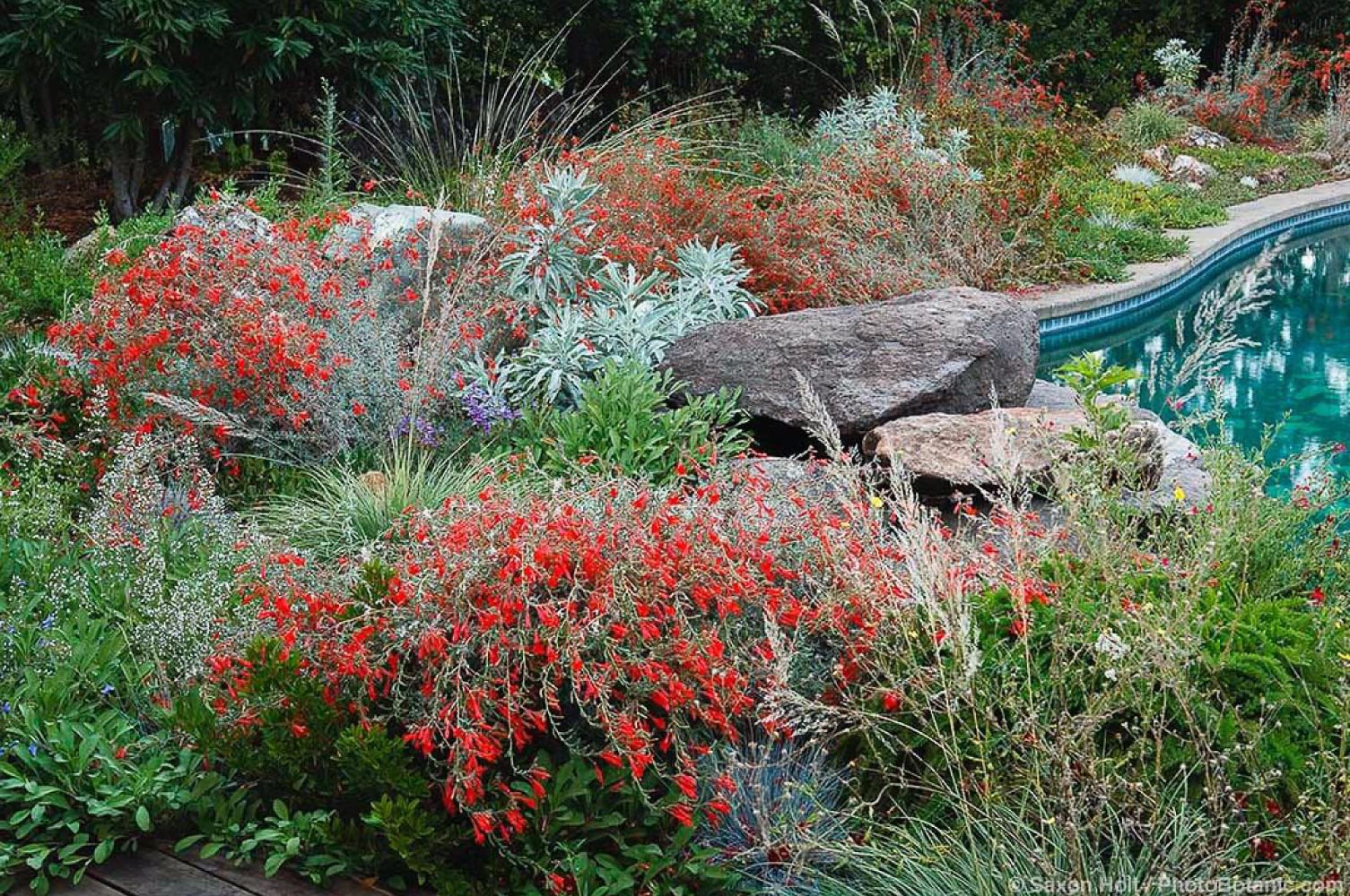 A low water backyard with succulents and cactus 