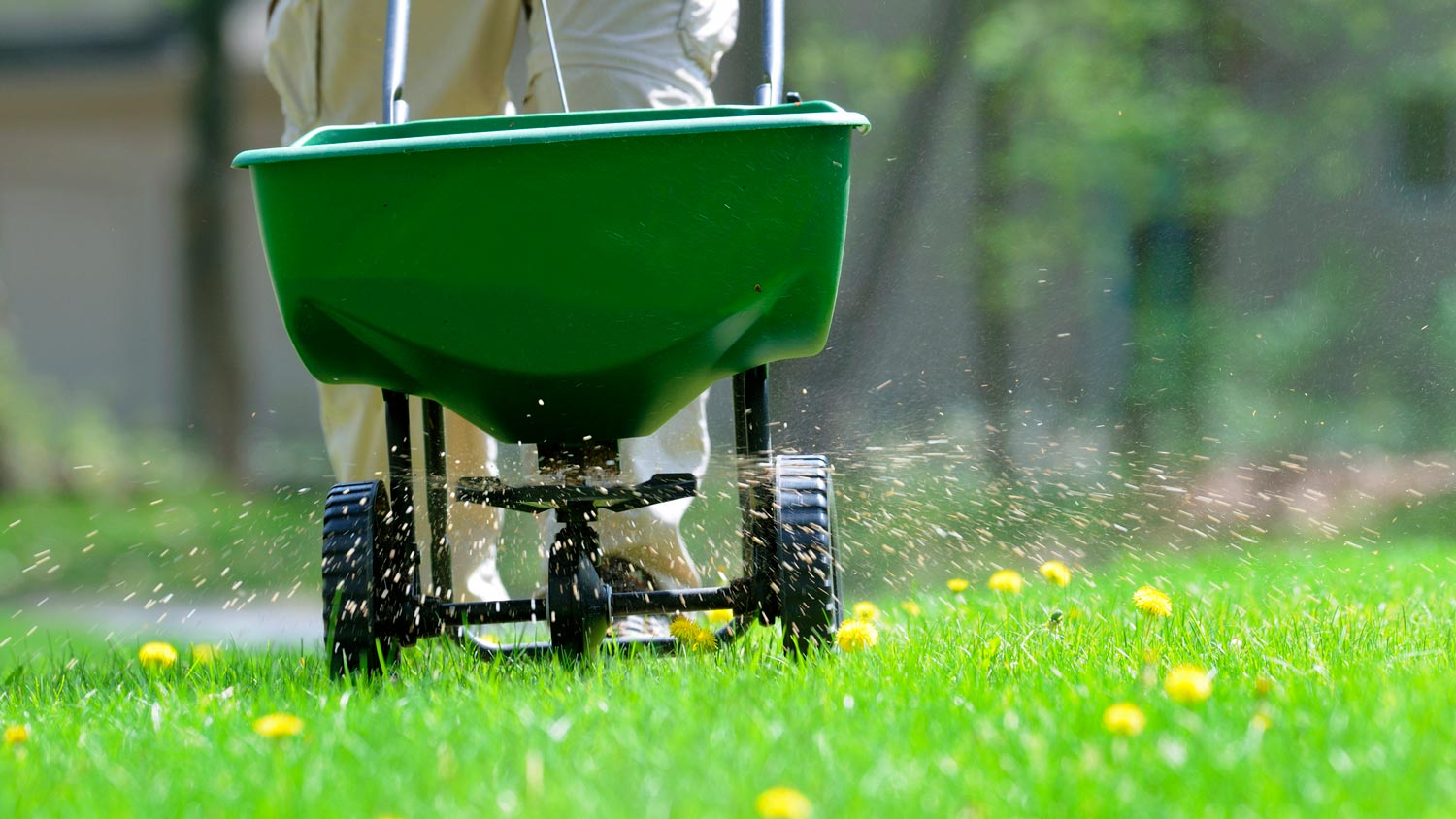 A man fertilizing the lawn by spreading granular fertilizer