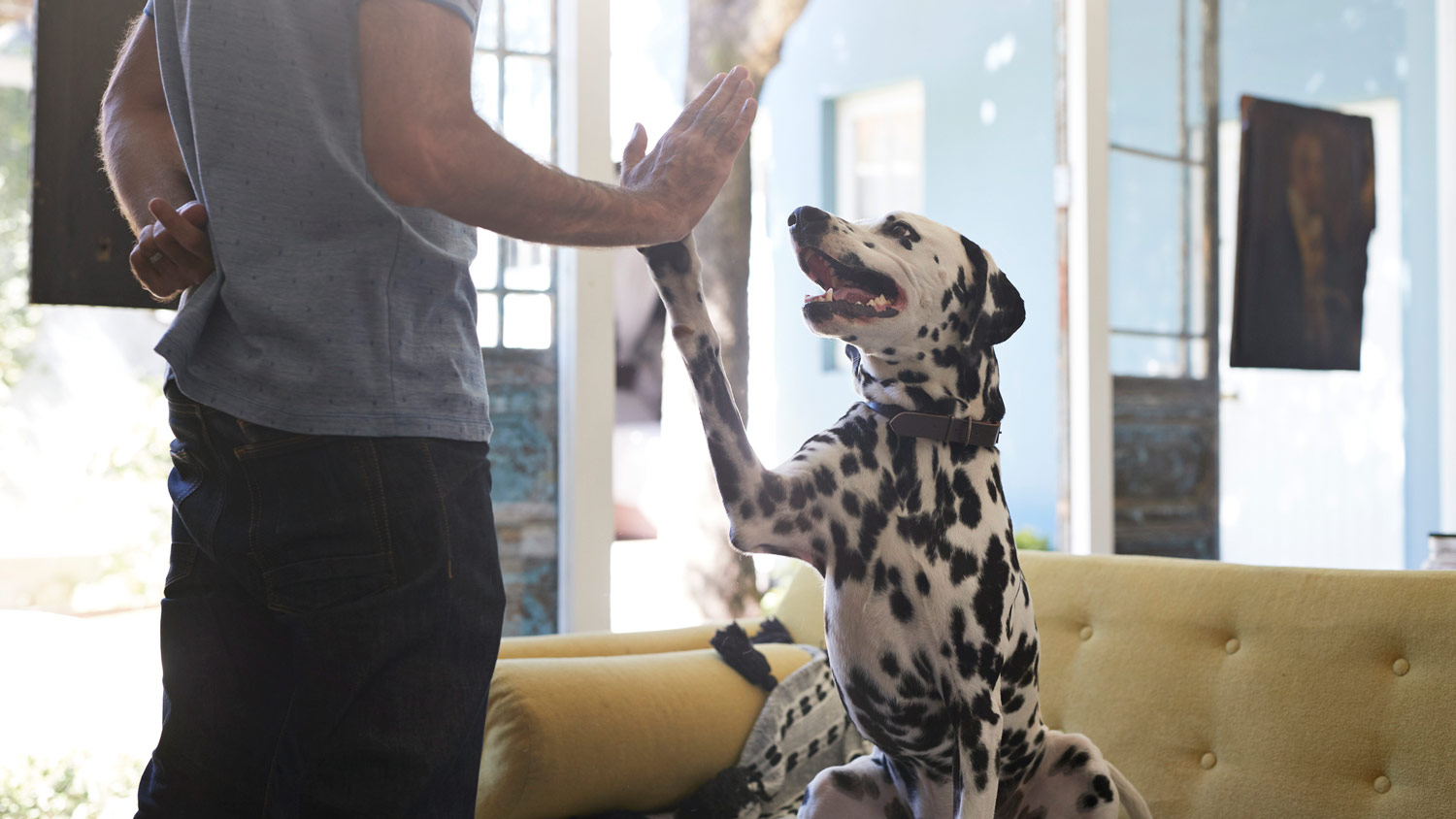A man doing a high five with his dog