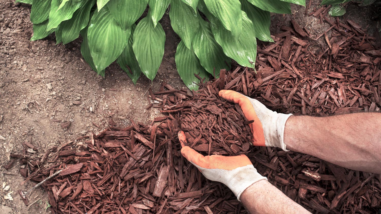 A man wearing gardening gloves spreading brown bark mulch