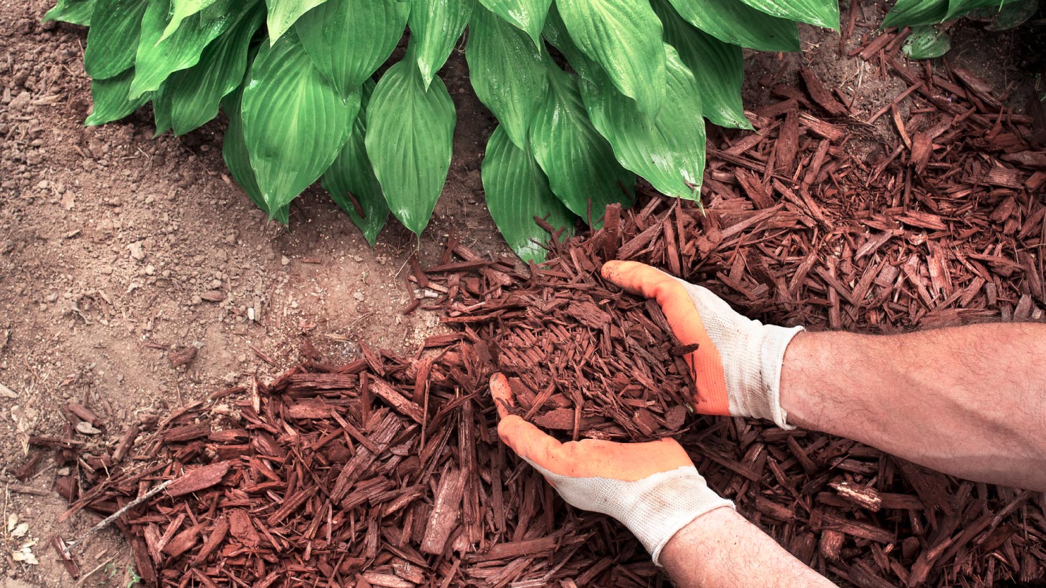 A man spreading mulch around hosta plants in garden