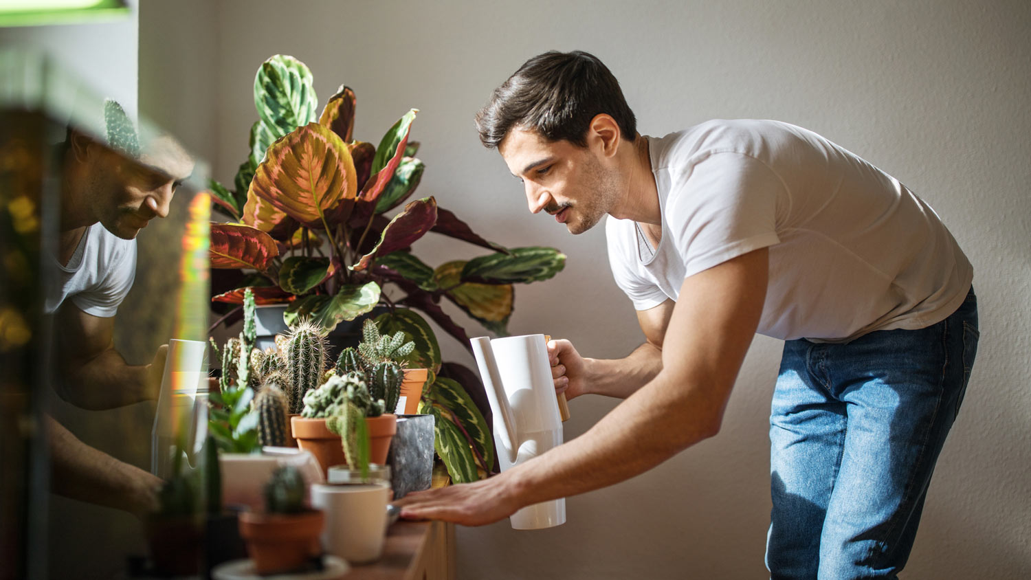 A man watering his houseplants