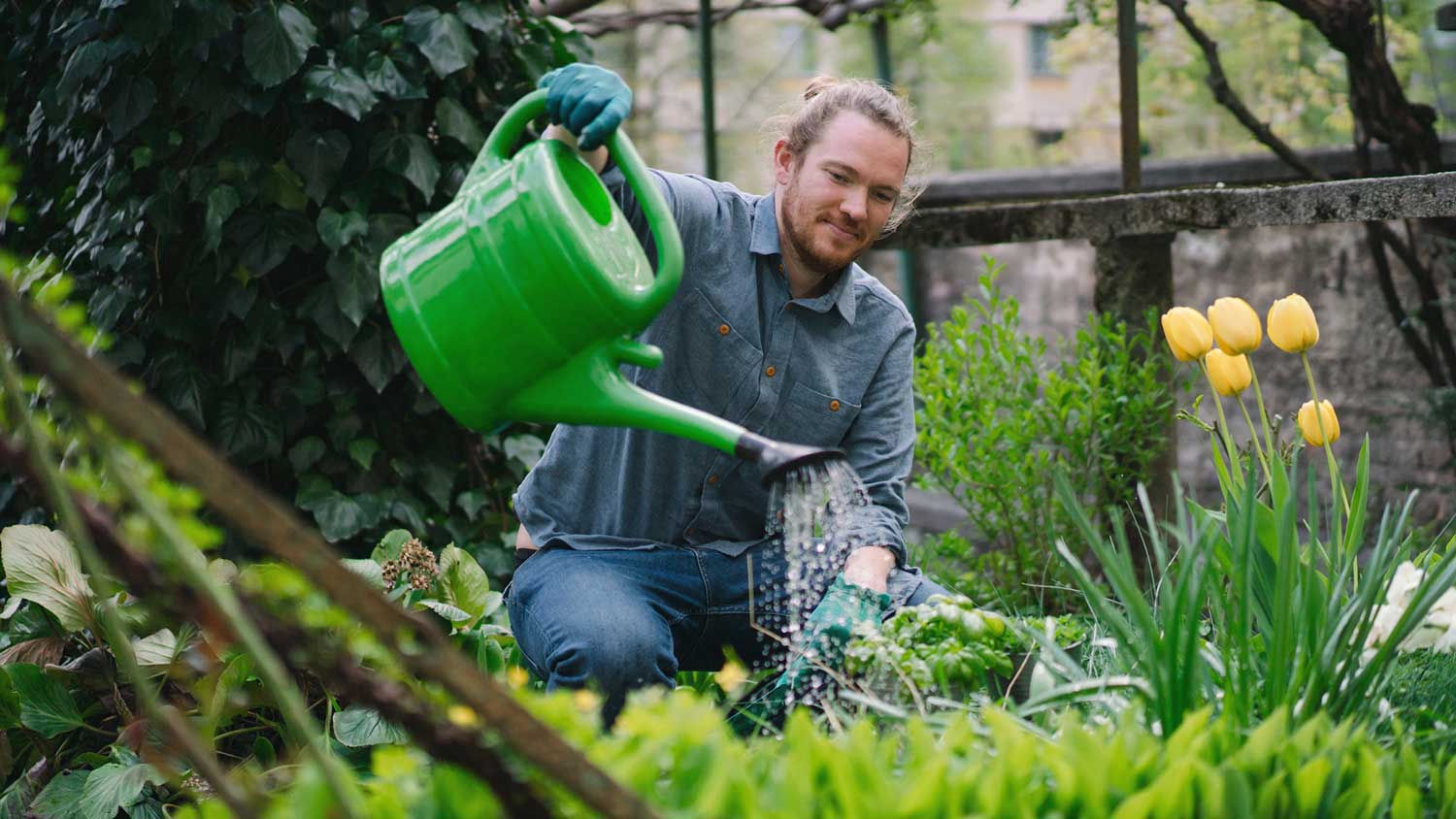 Young man watering yellow tulips in his garden