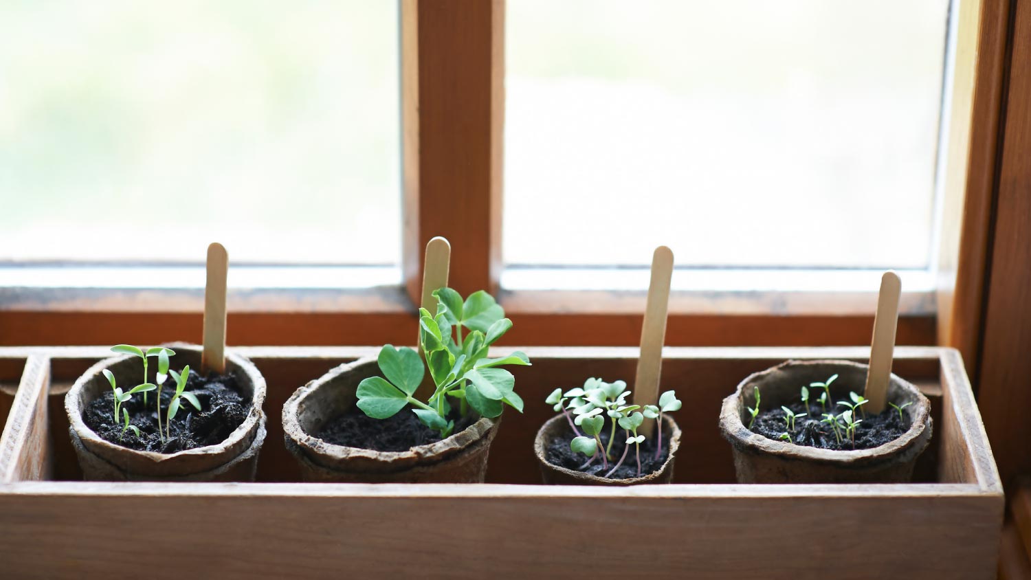 A mixture of young seedlings growing