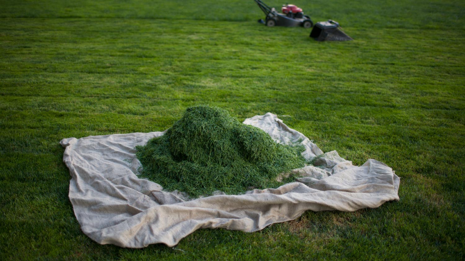 A mound of fresh cut grass