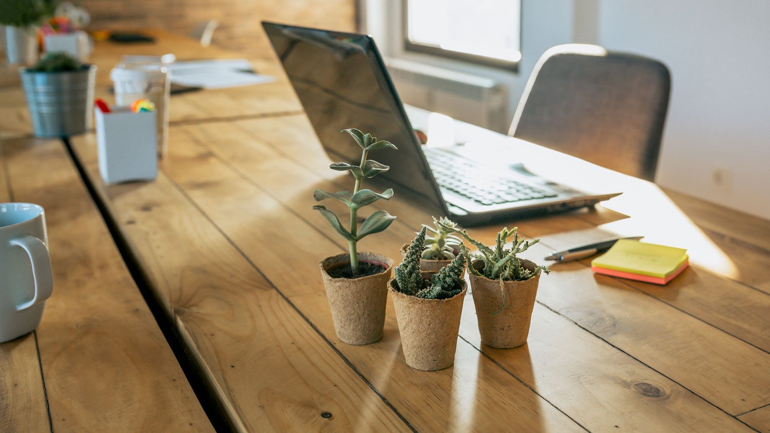 A natural wooden desk with potted succulents