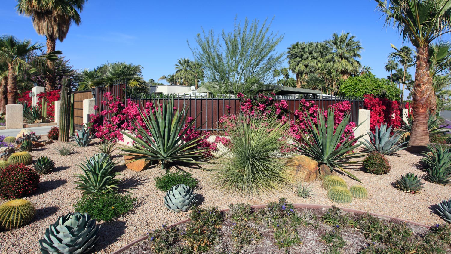 A nice desert garden