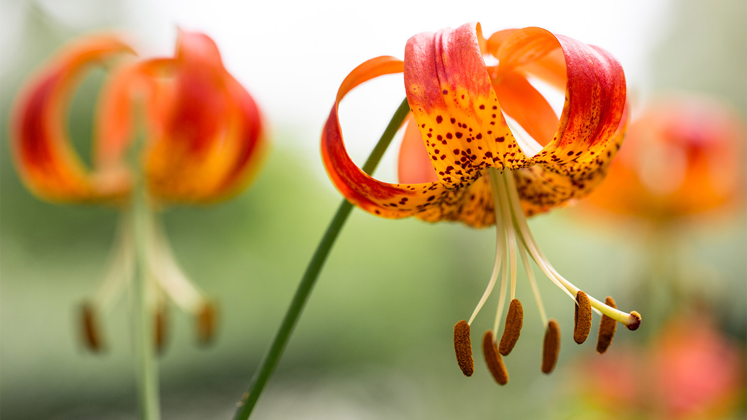 Orange michigan lilies