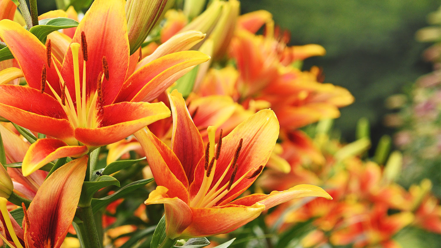 Orange and yellow flowers daylily