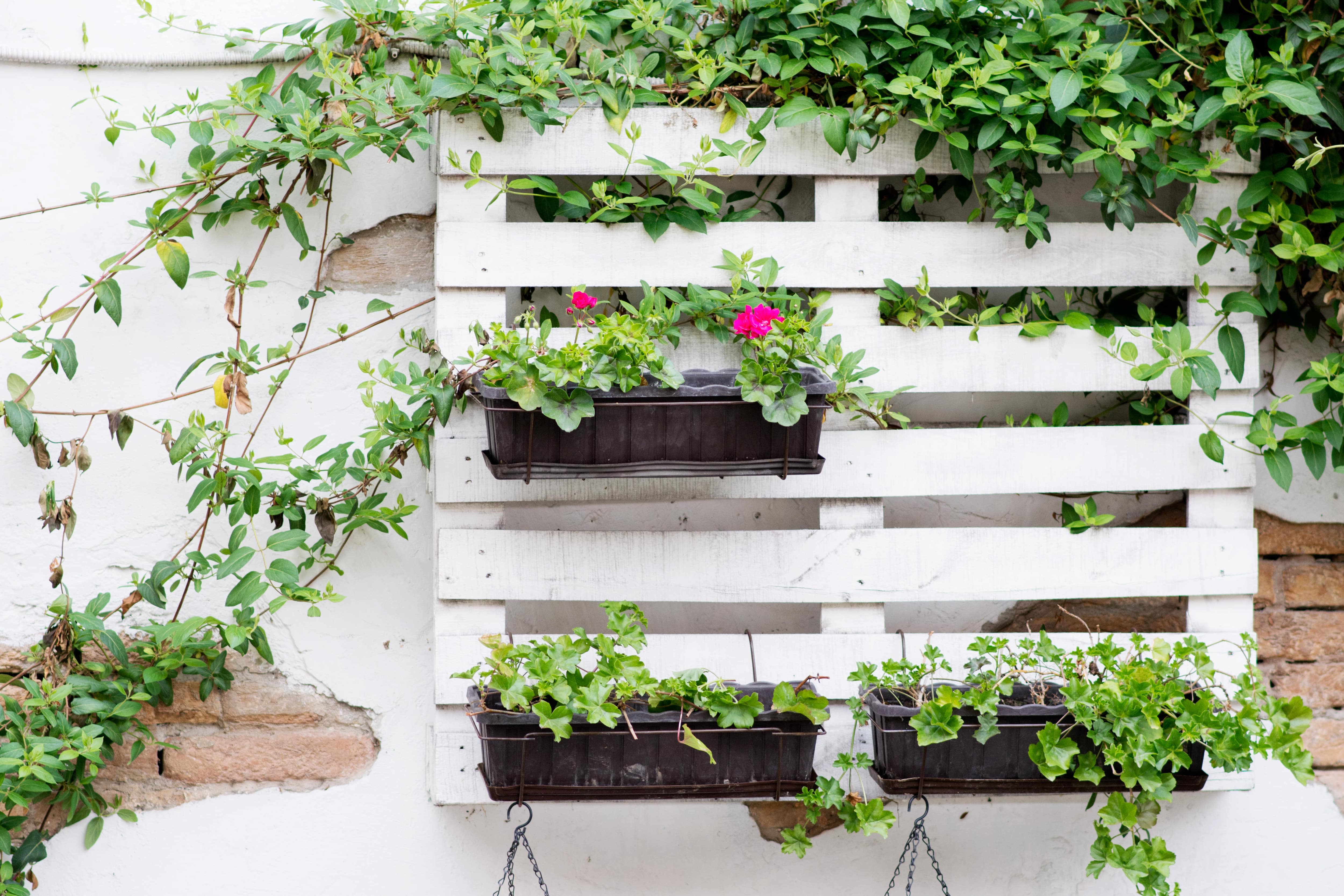 A white wooden pallet being used as a trellis and plant holder