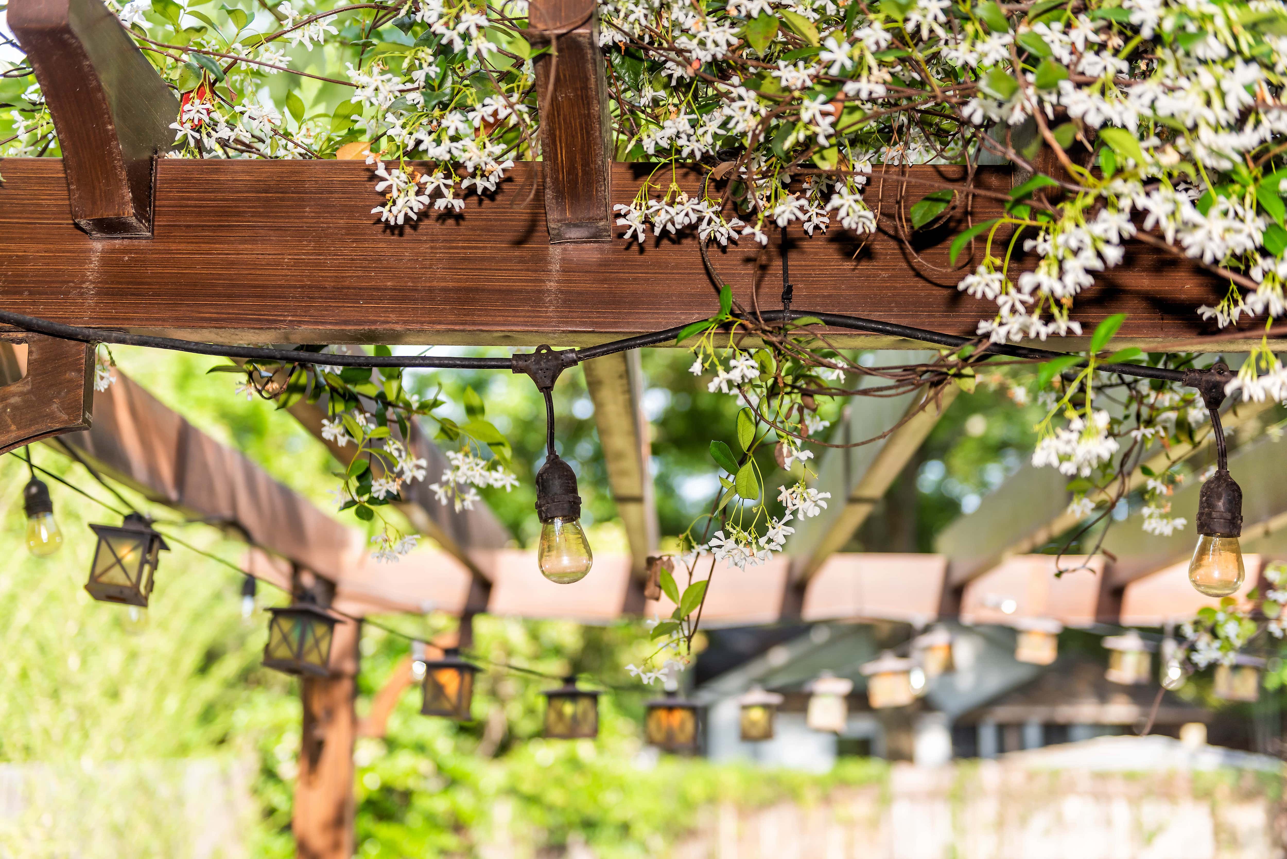 A pergola with string lights and vine plants