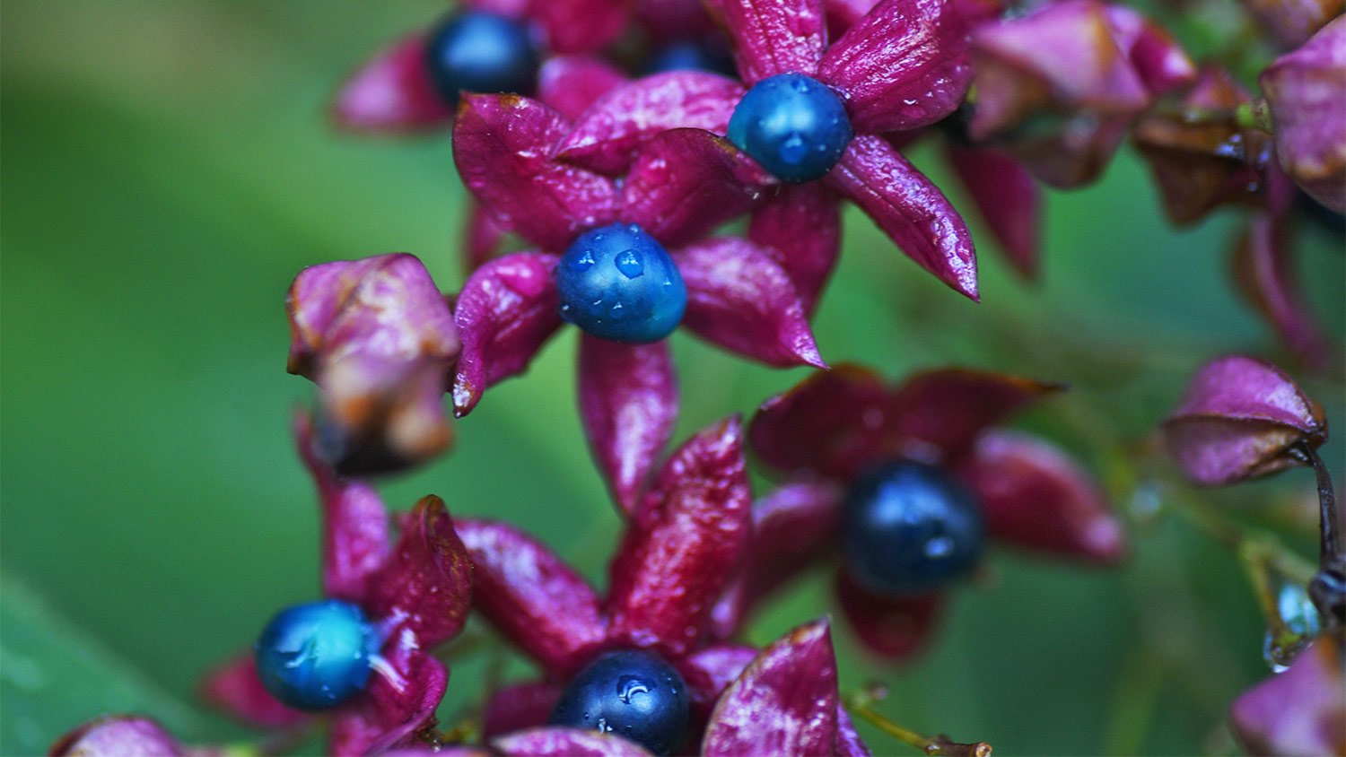 Pink flower with blue center detail