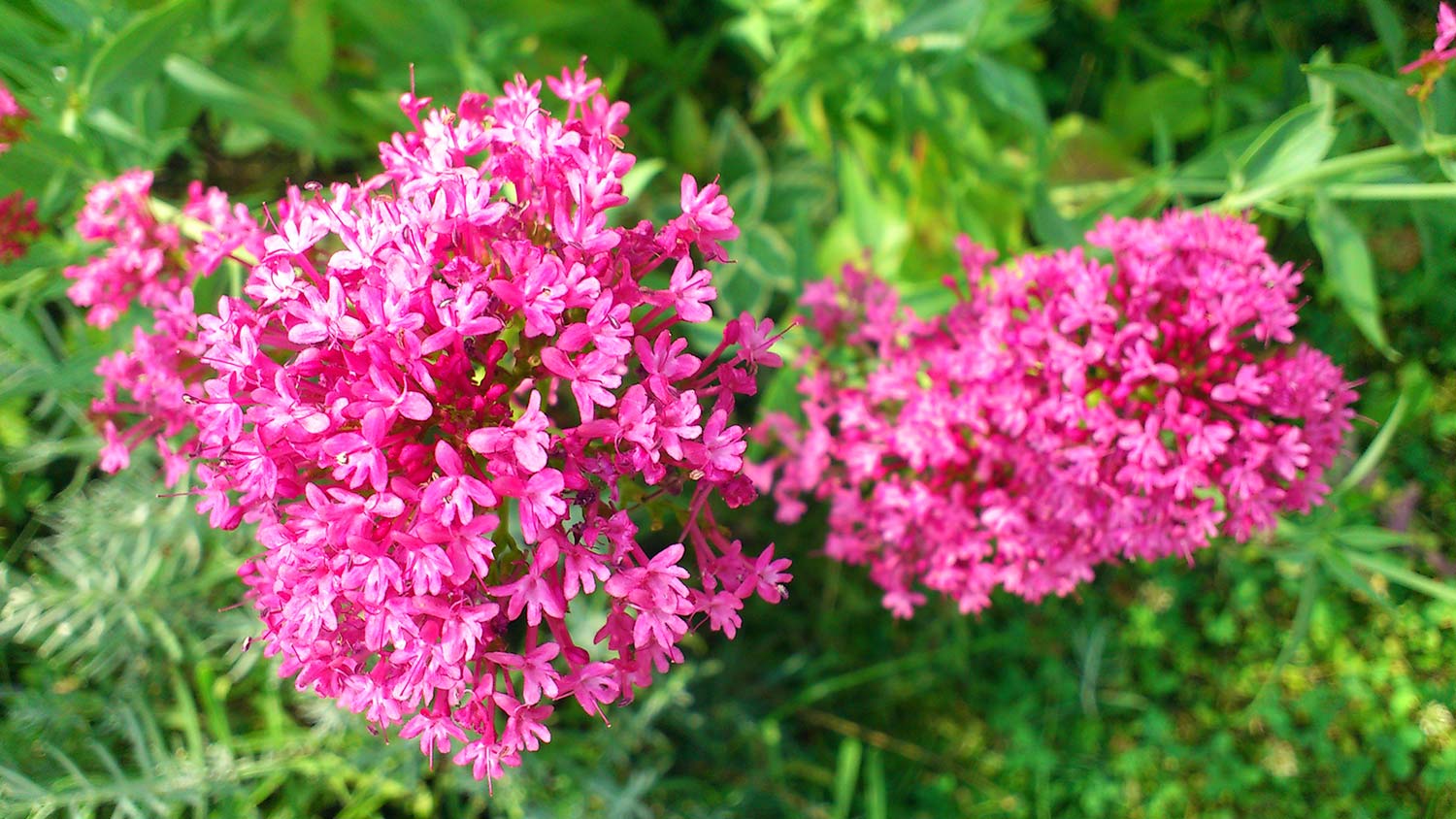 Pink milkweed greenery