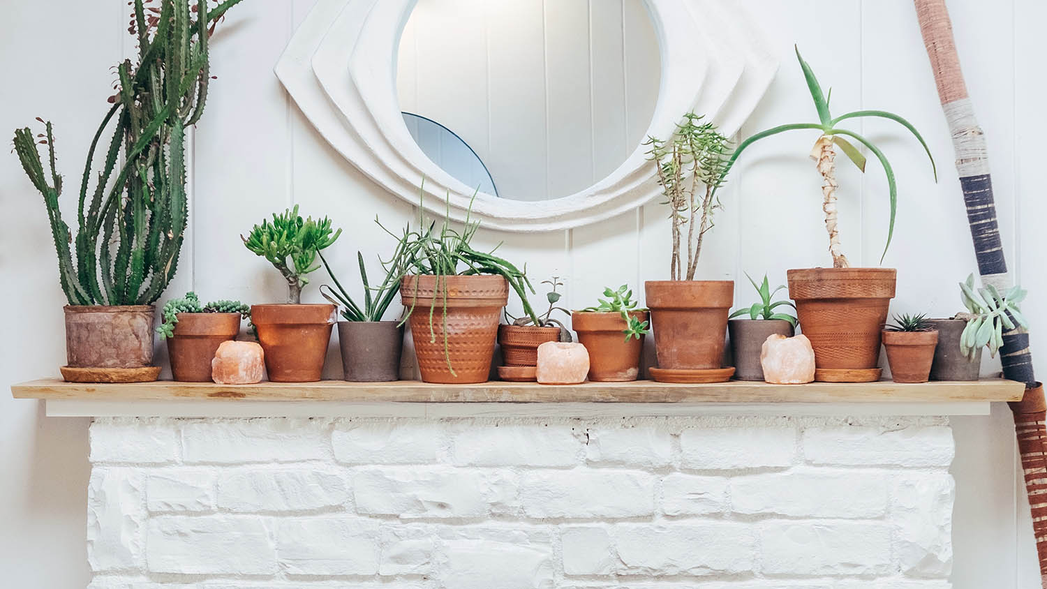 potted plants on mantle