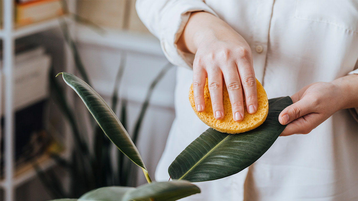 Sponge hands plant leaf woman