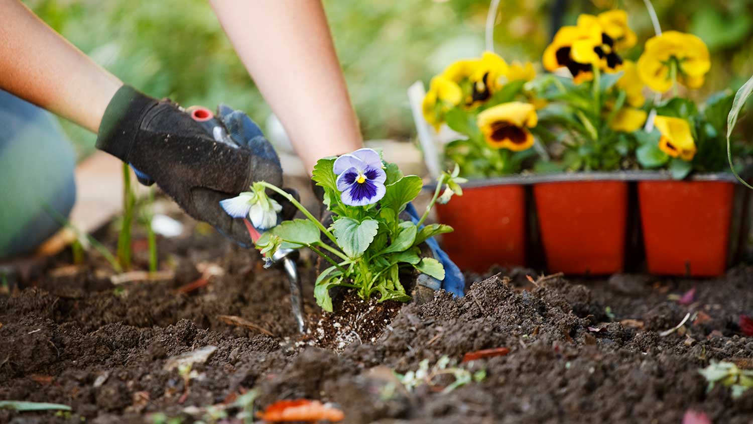 Planting flowers in garden