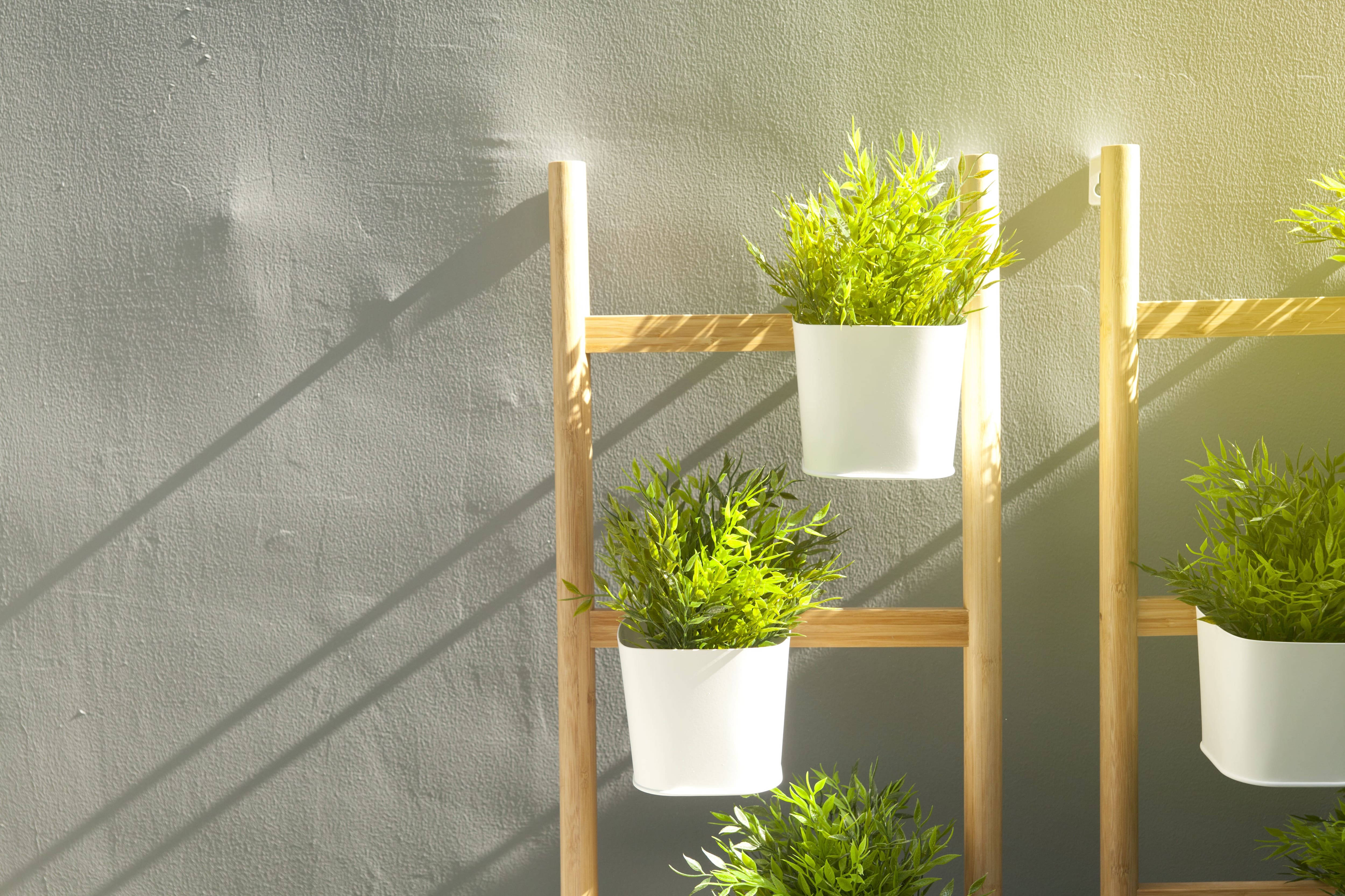 Green plants hanging on a wooden ladder