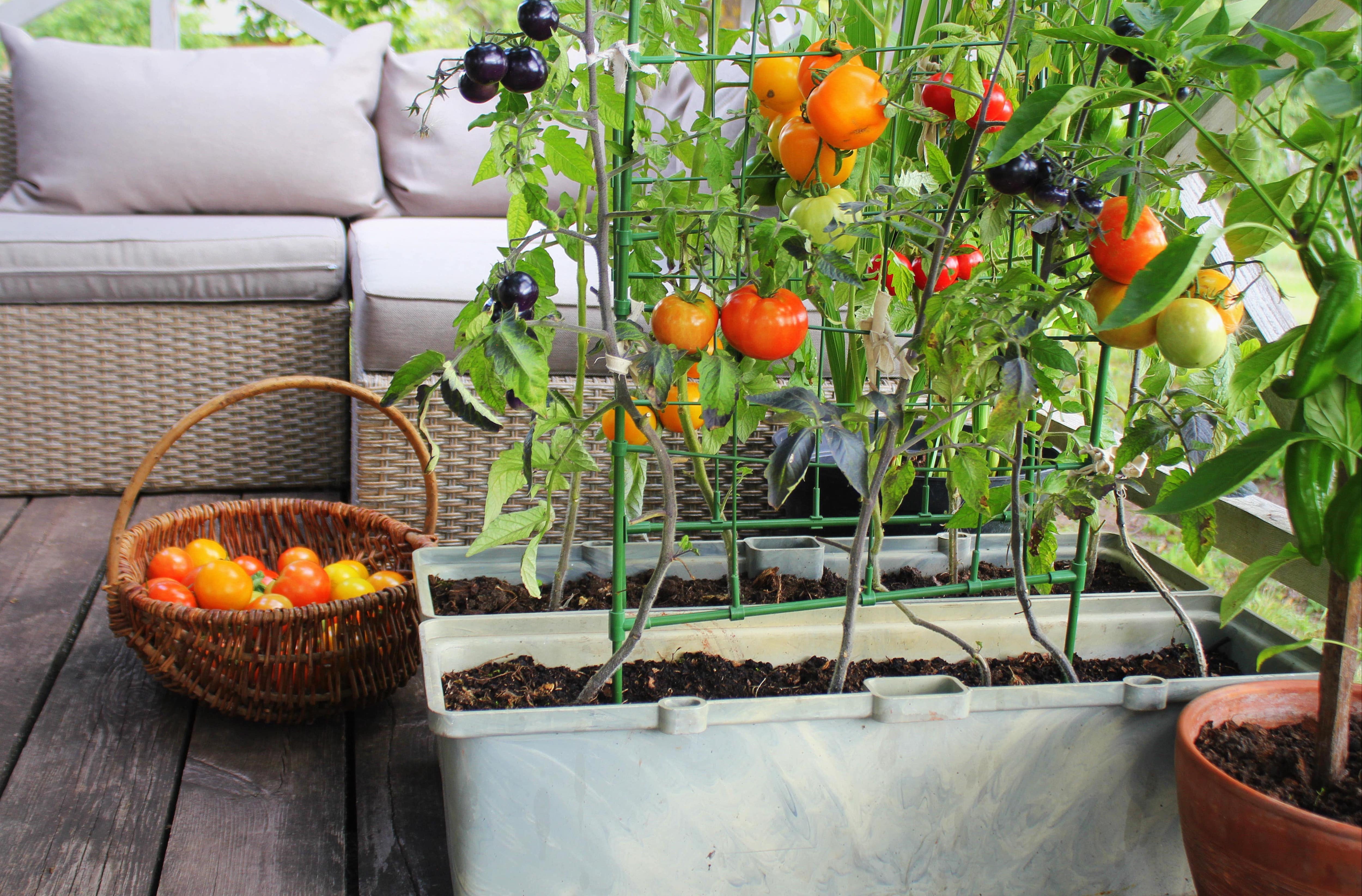 A potted vegetable garden with a trellis