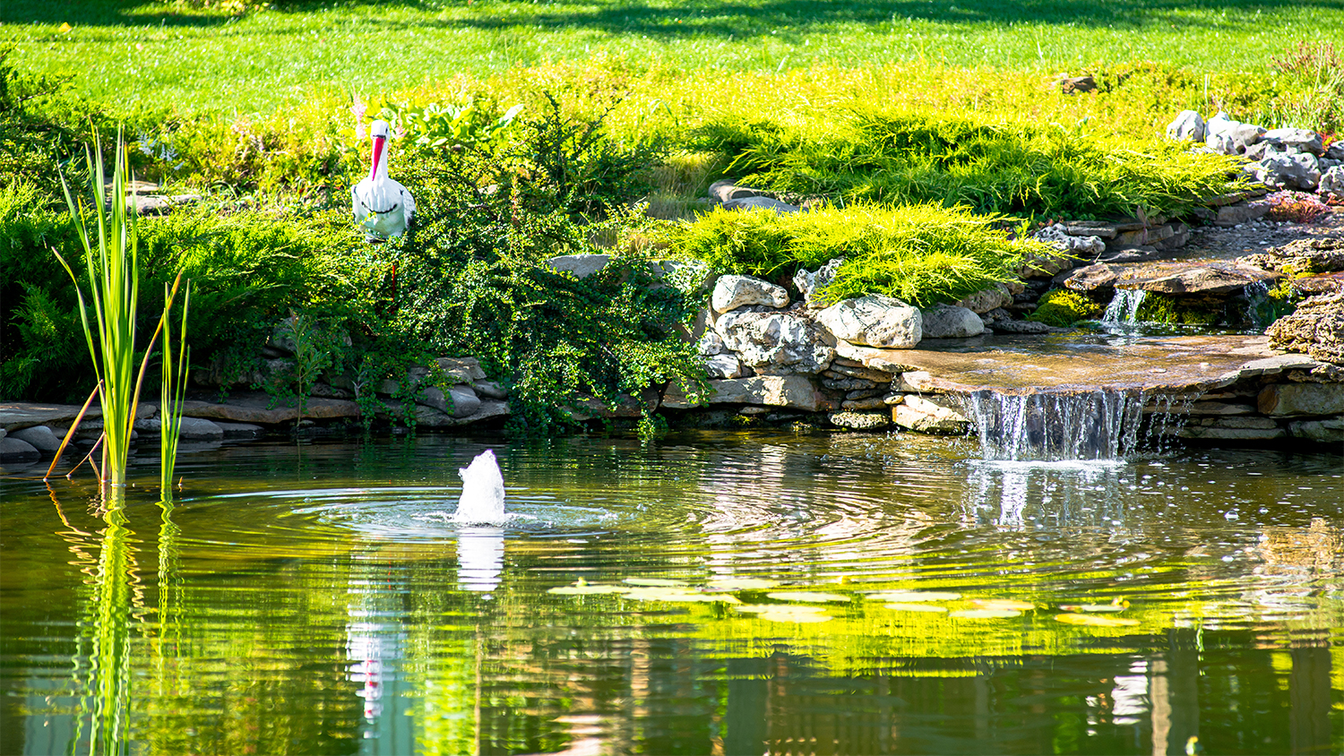 pond property with animals