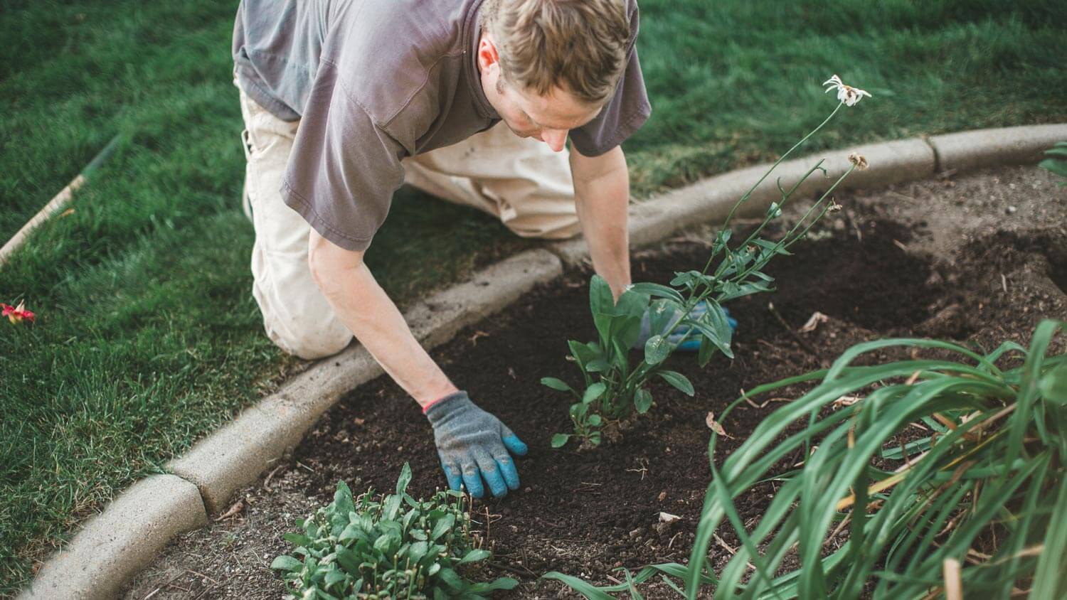 A professional planting flowers in a garden