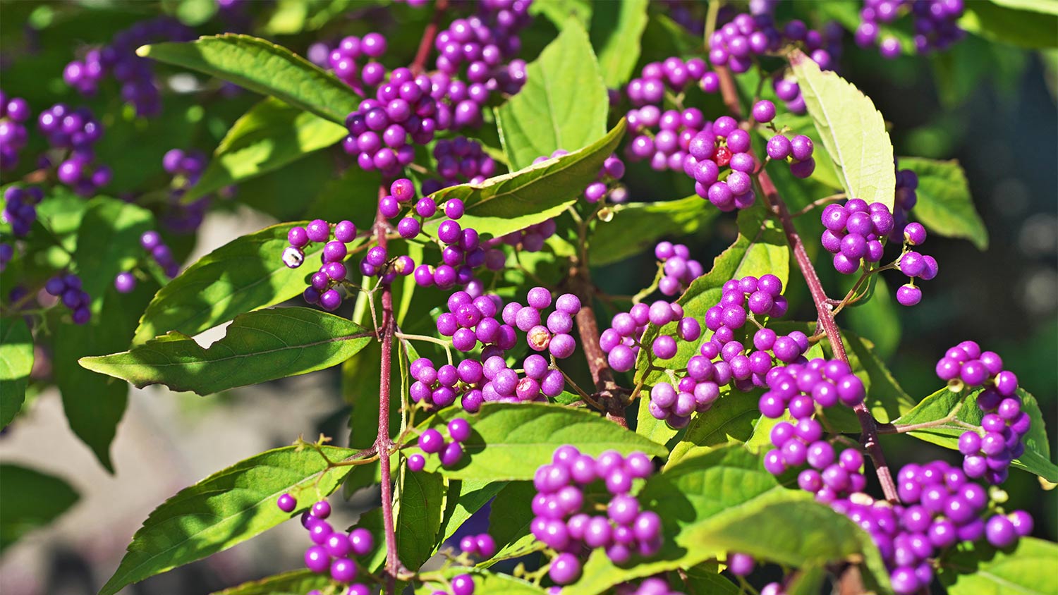 Bush covered in purple berries