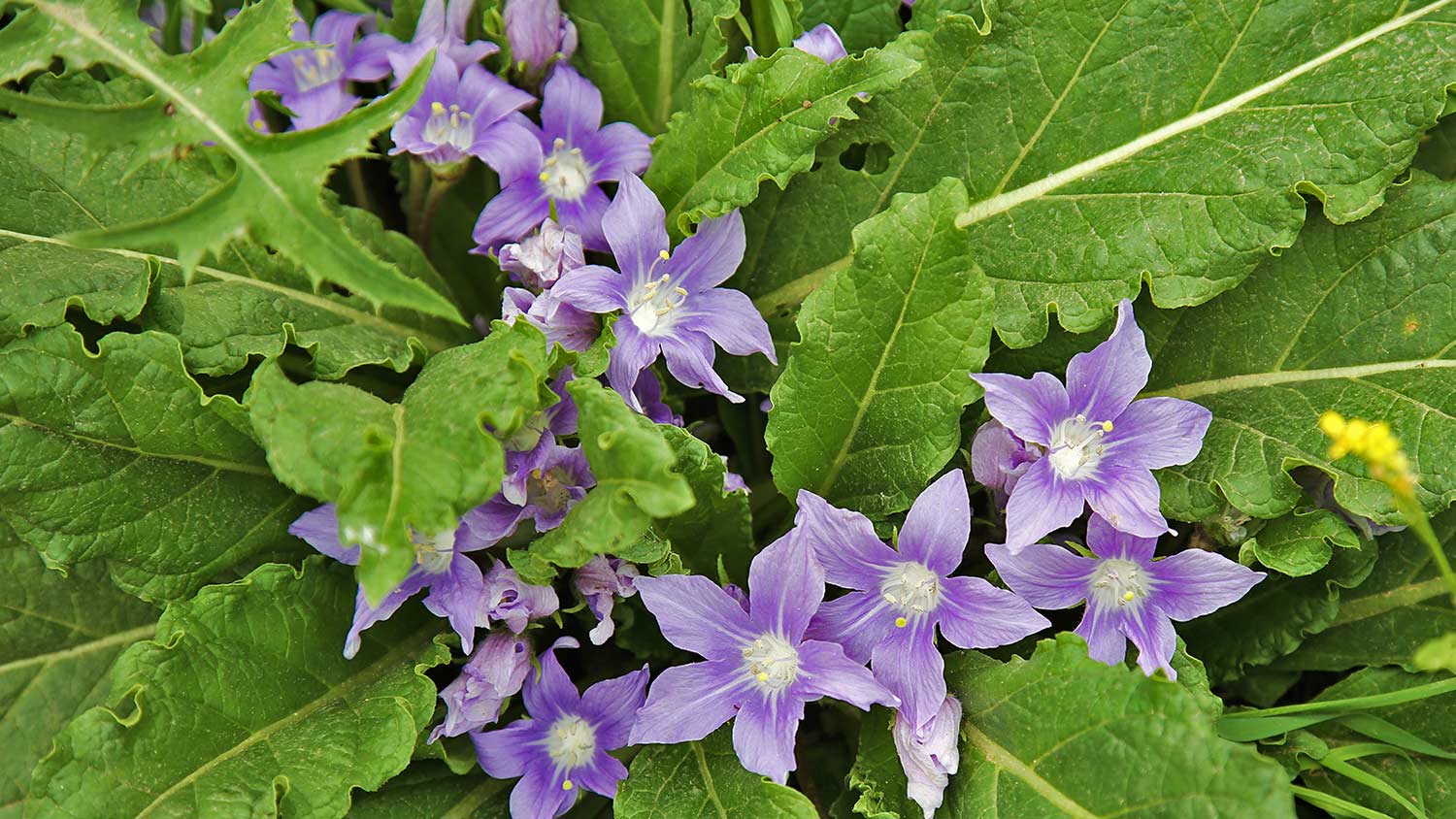 Purple flowers in green leaves