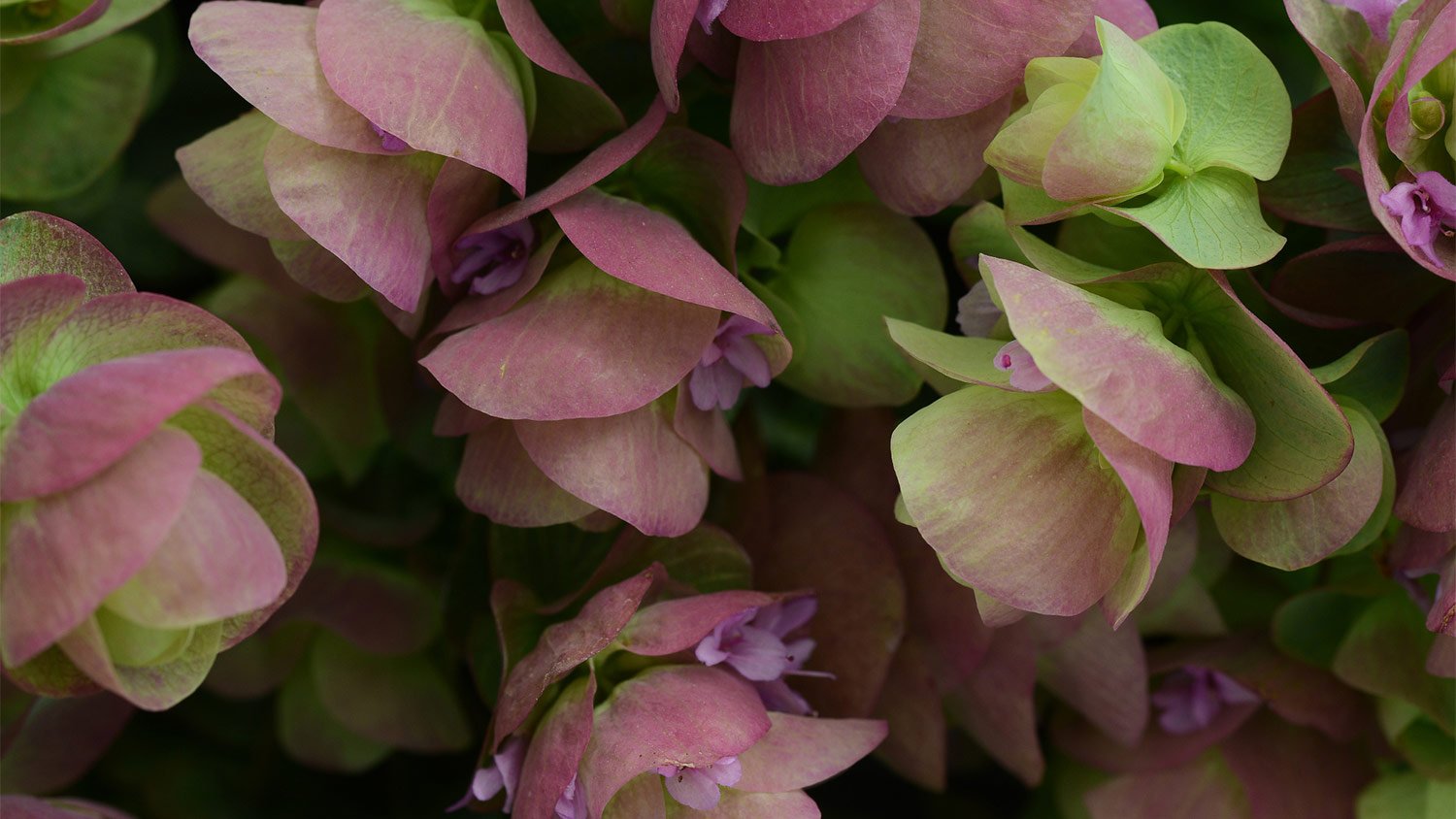 Purple and green leaves and flowers