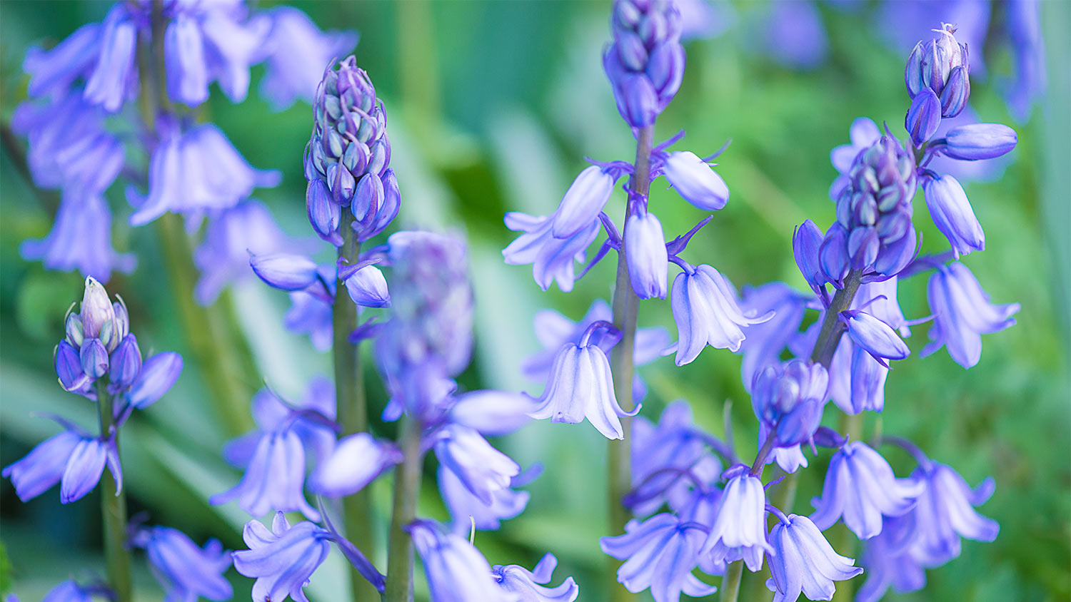 Wild purple hyacinth flowers