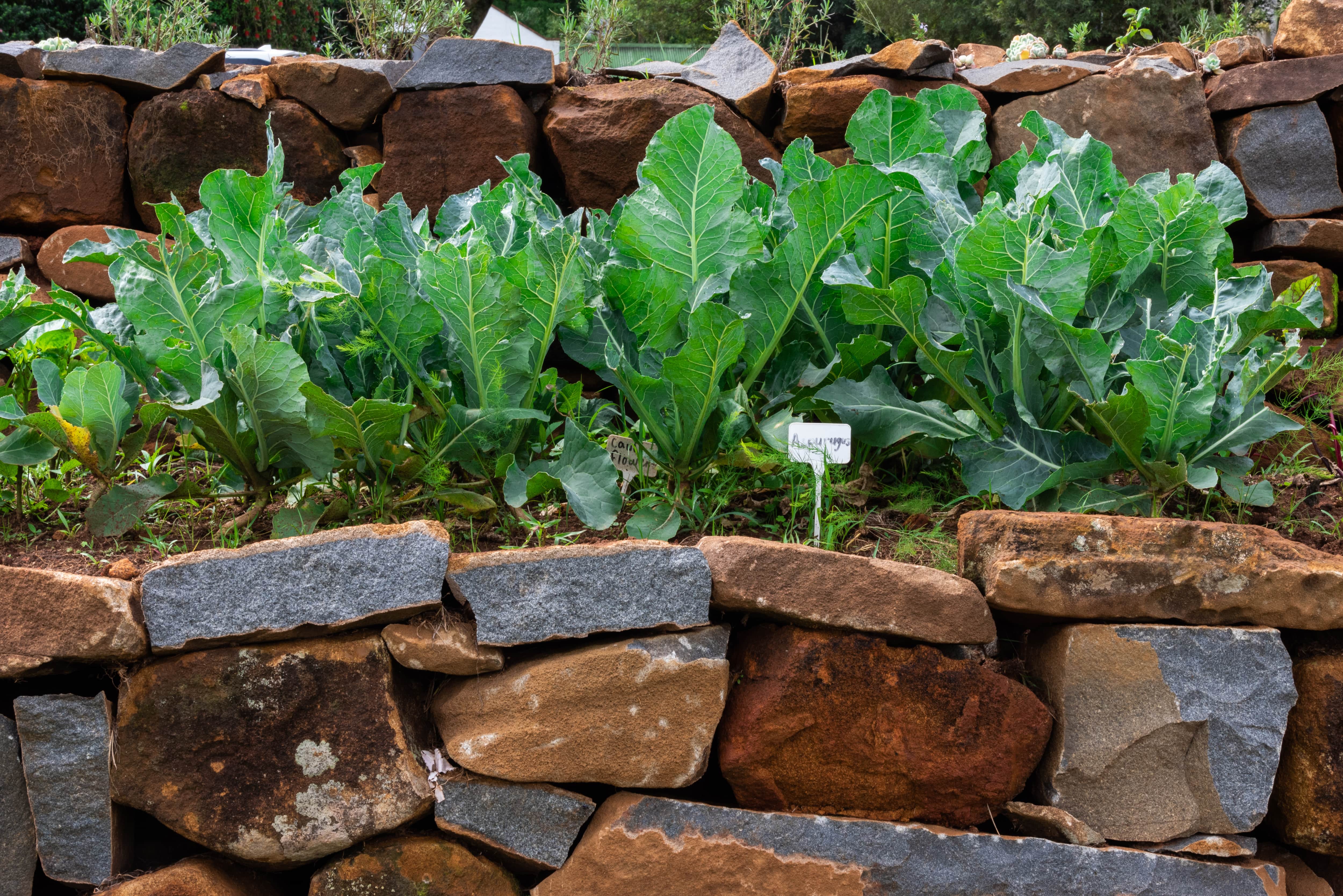 Raised rock vegetable garden