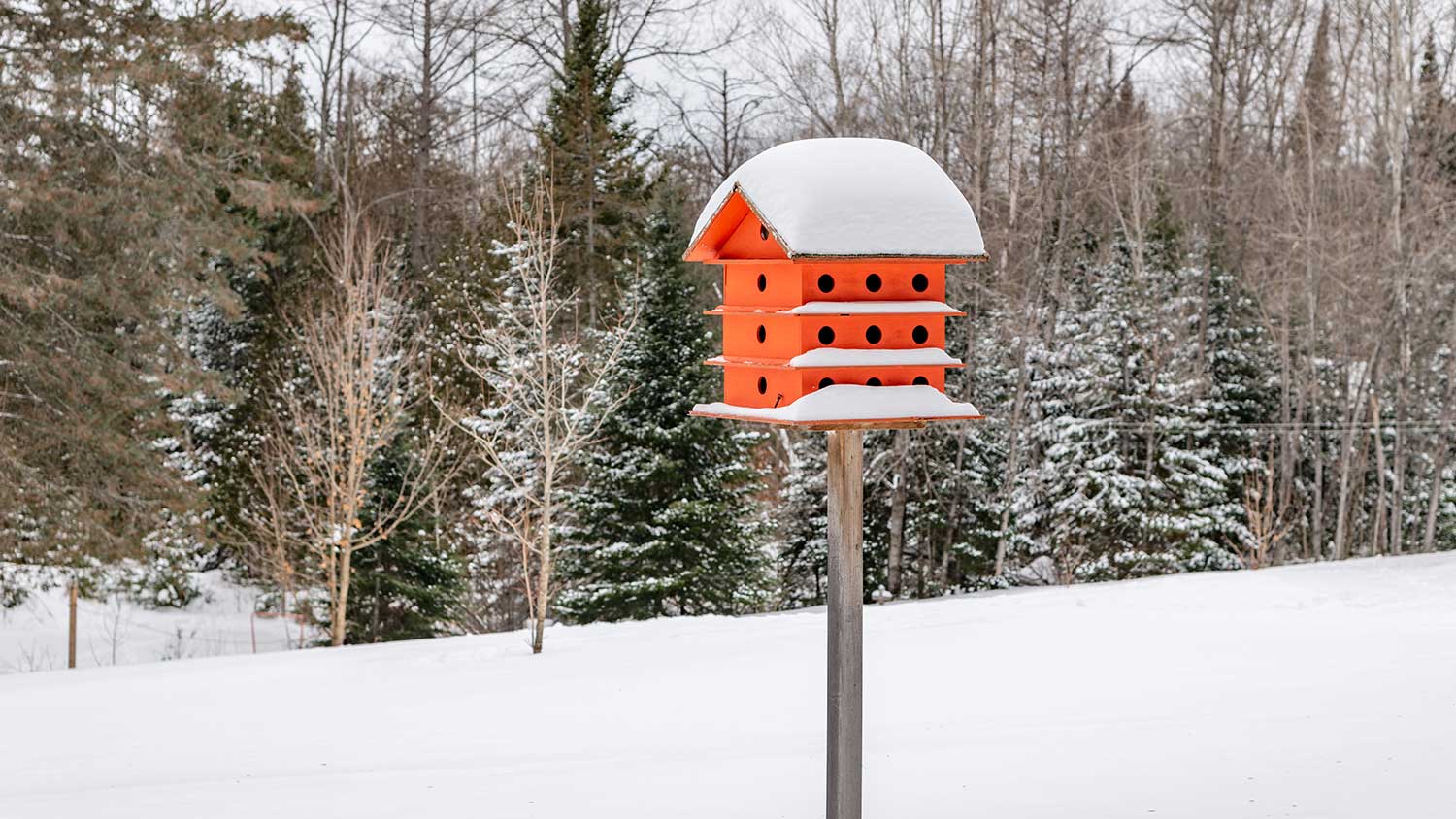 Red bird house in the backyard covered with snow