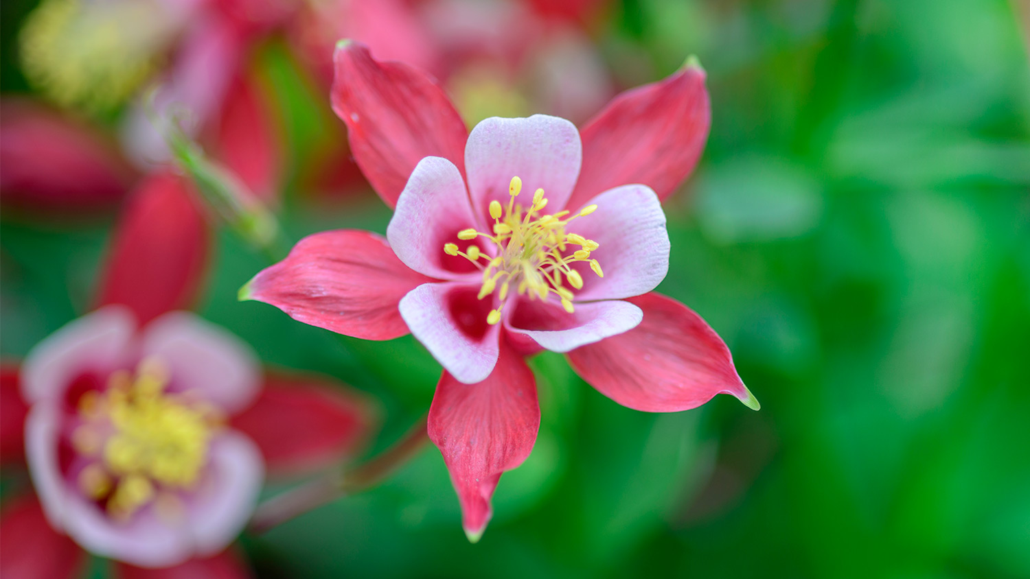 Red columbine flowers yellow detail