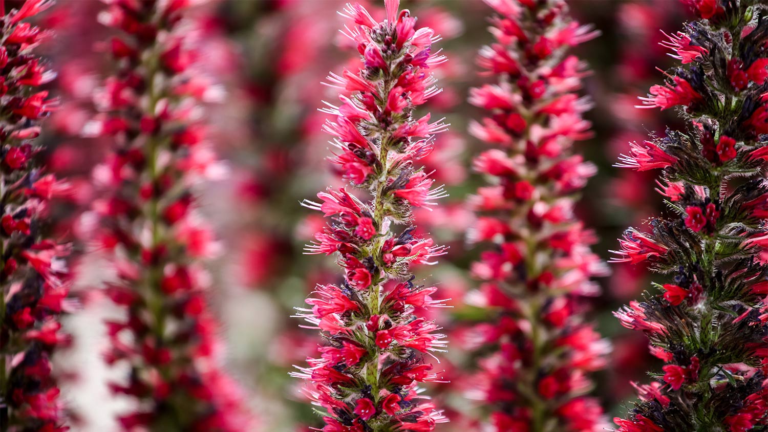 Red flower details on stem