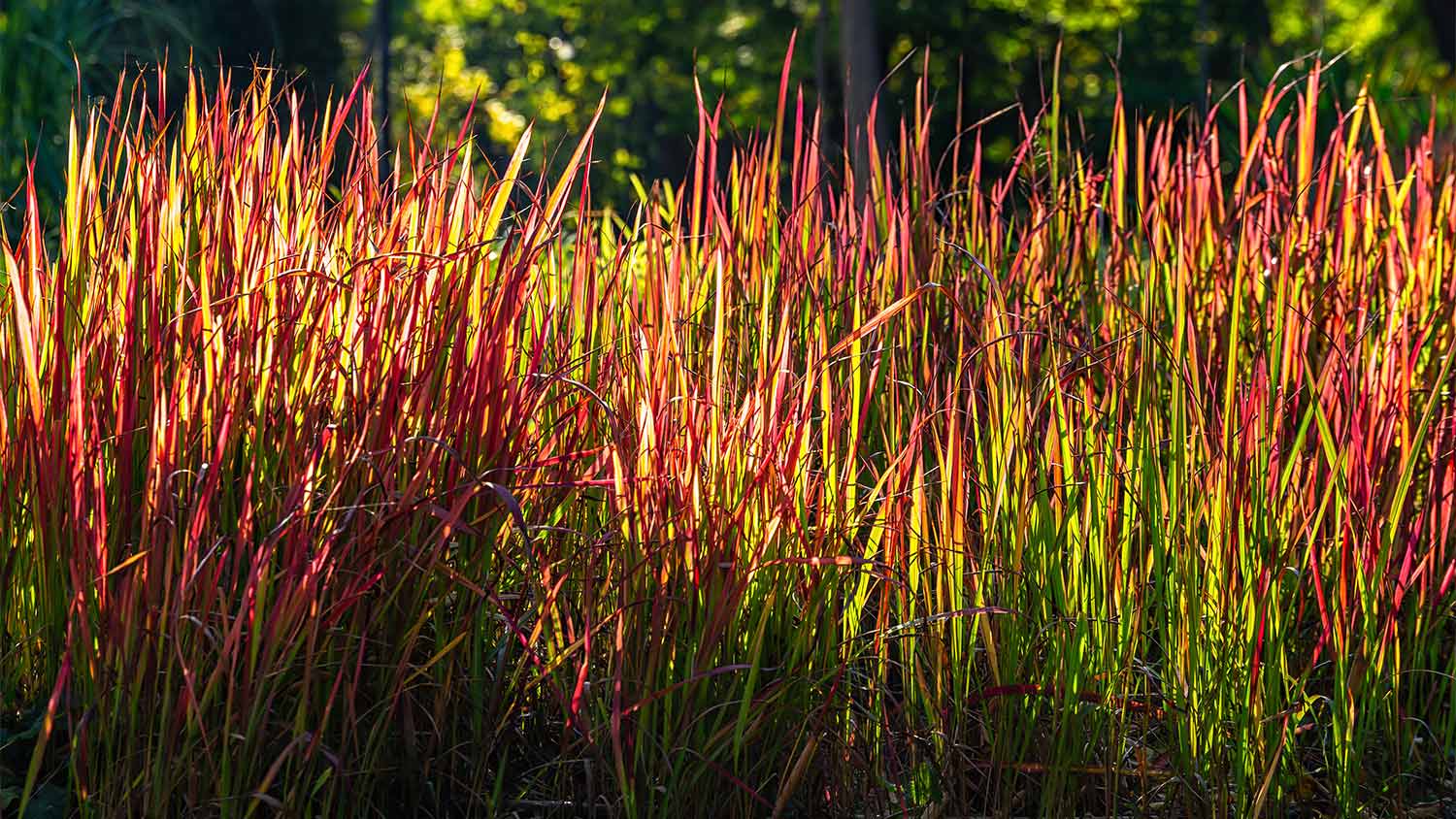 Red and orange grasses in sunlight