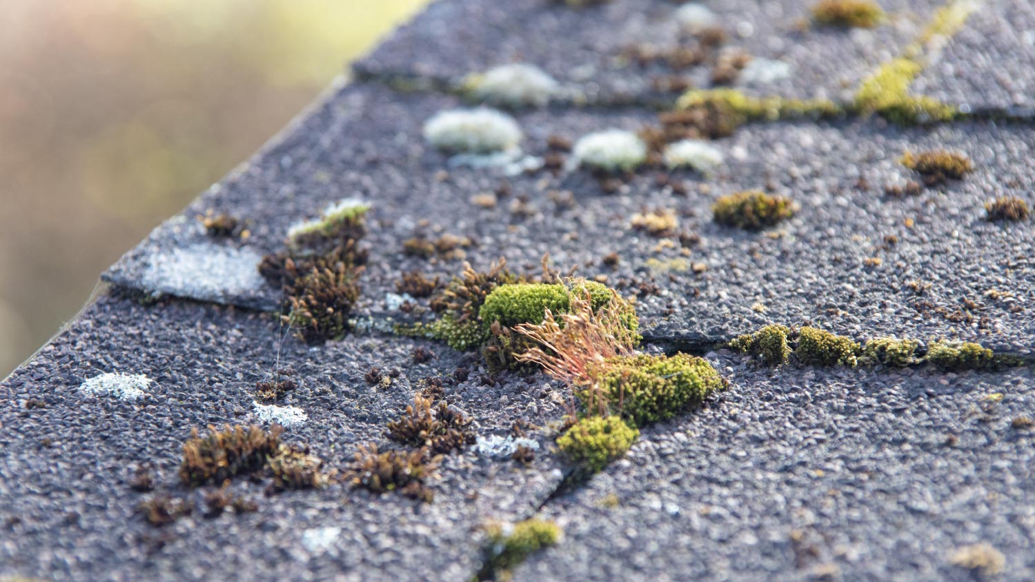 A close up of roof with moss