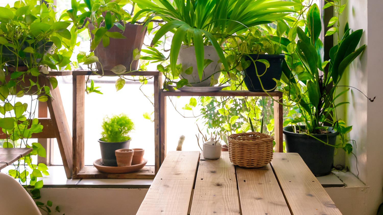 A sunny room with a wooden table and houseplants