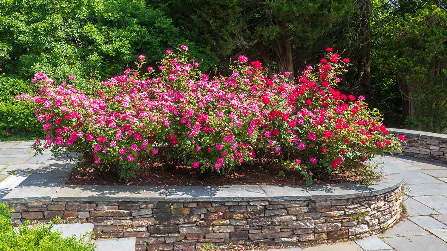 Red and pink roses in a stone planter