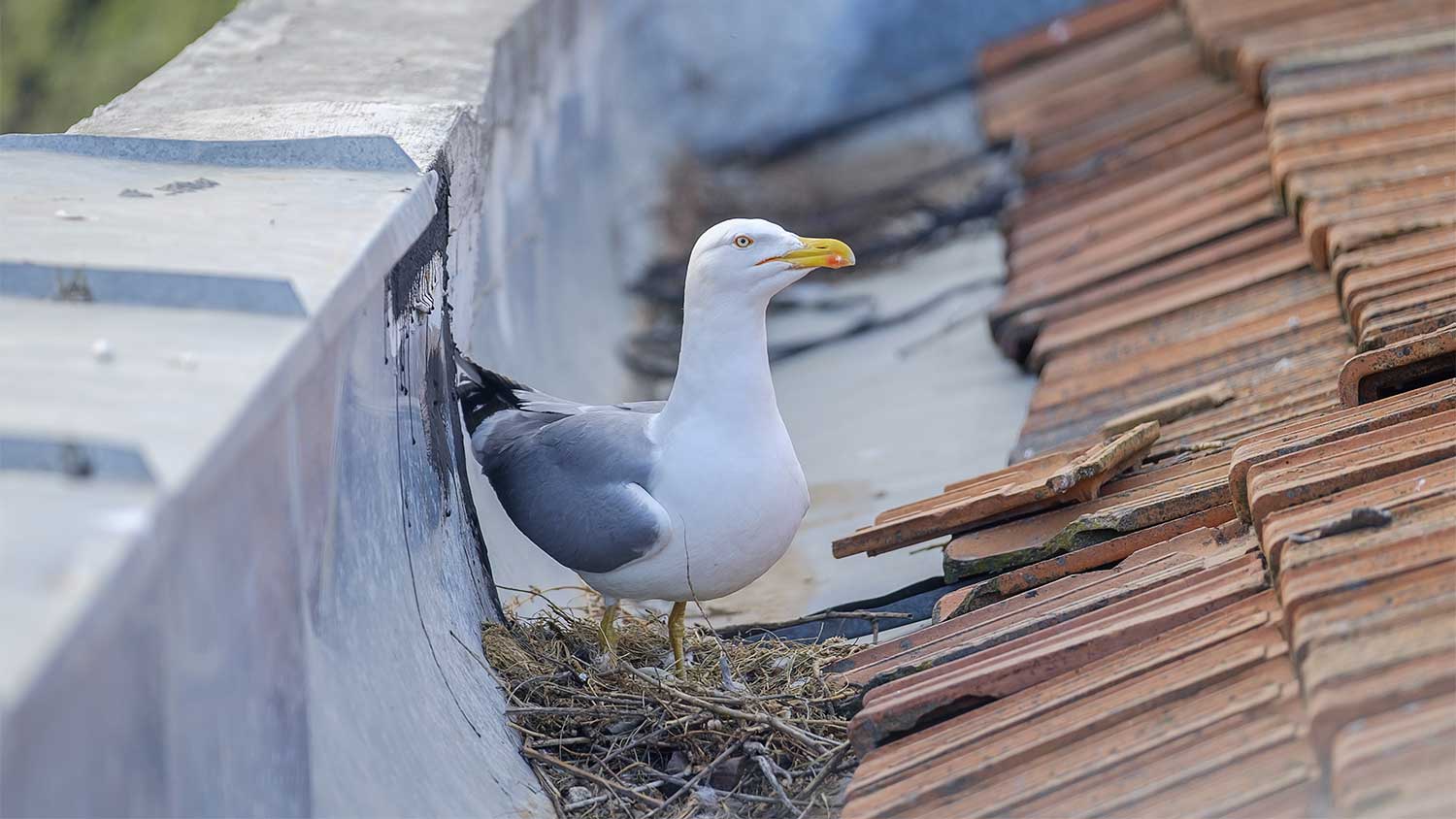 Seagull sitting on a nest on top of a roof