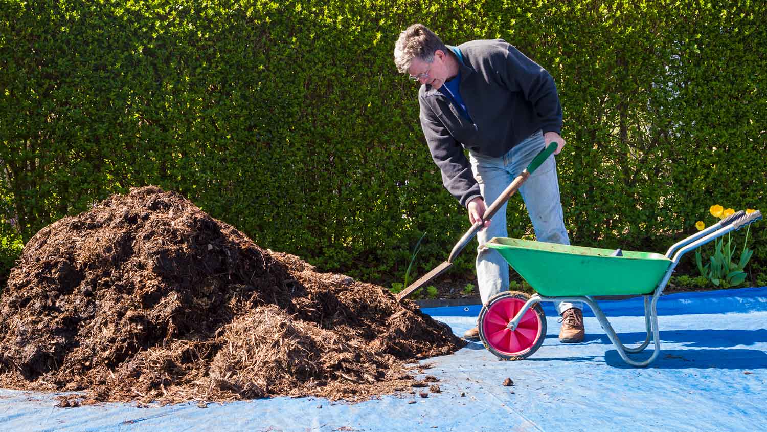 Man shoveling manure into a wheelbarrow in the backyard