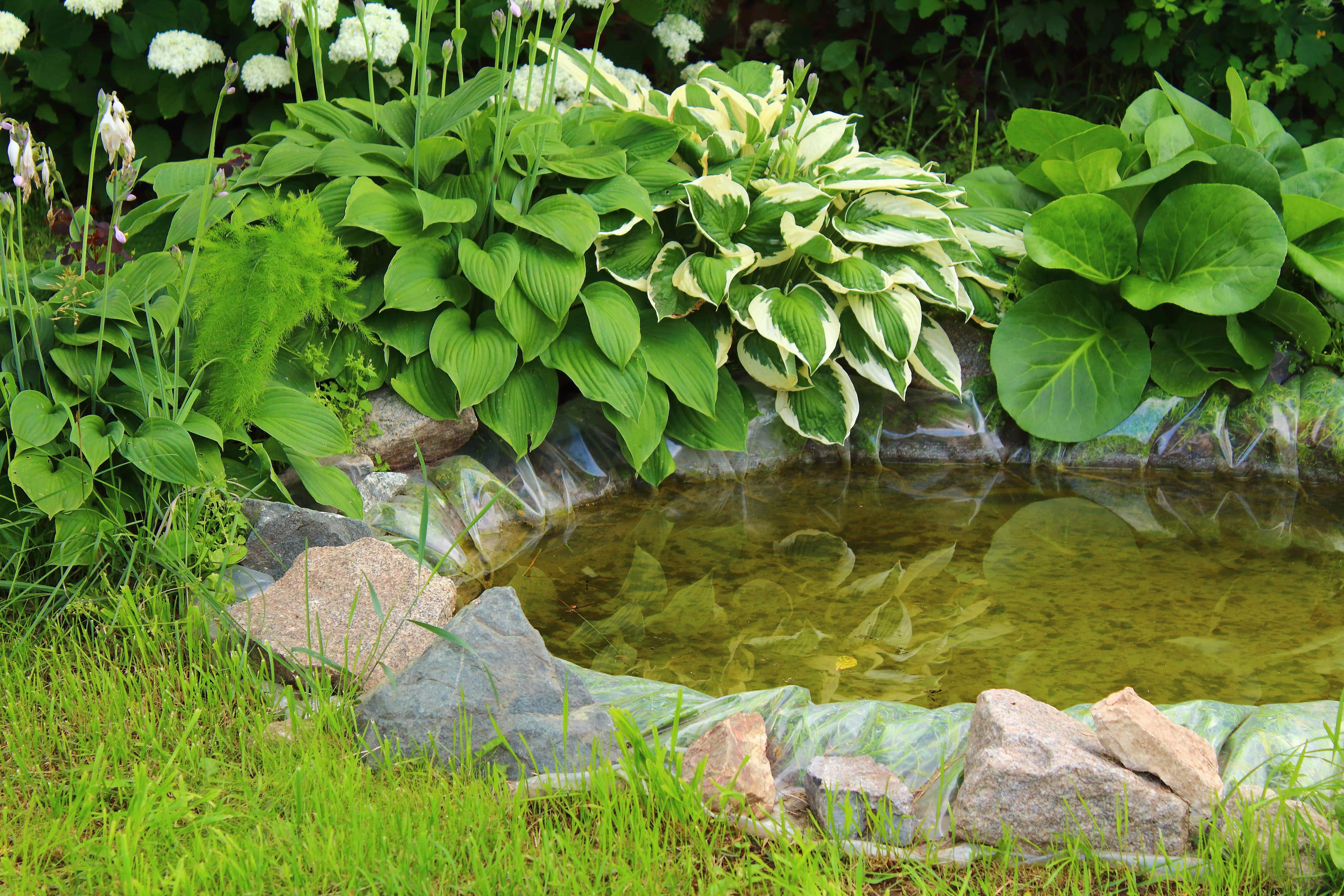 Small outdoor pond