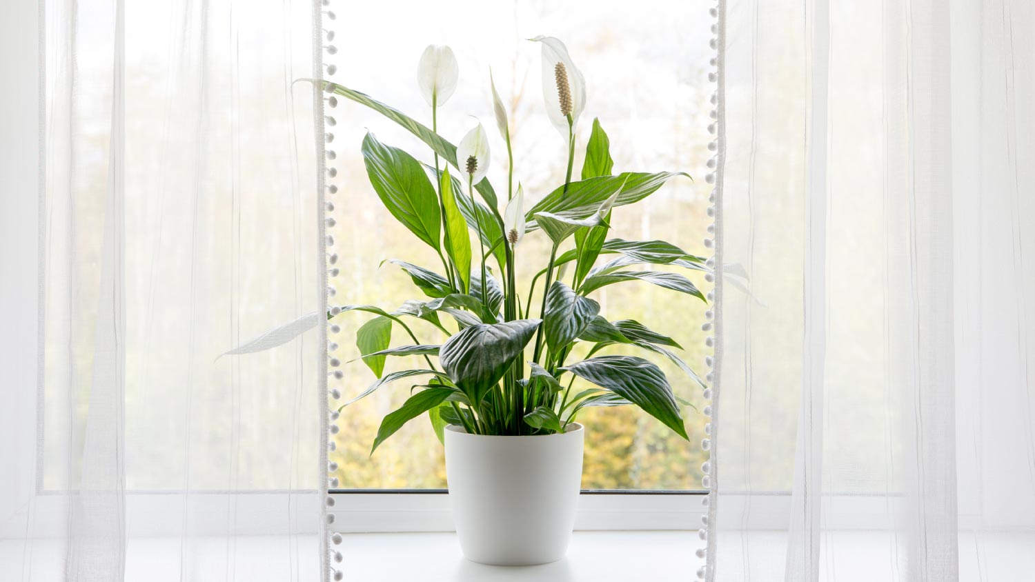 A spathiphyllum houseplant