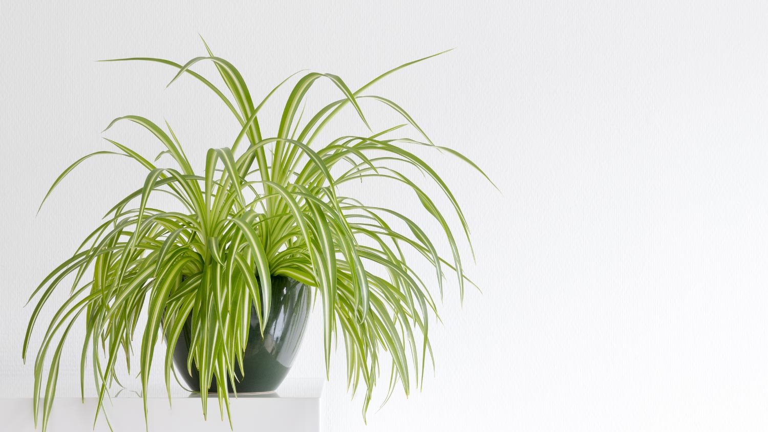 A spider plant in a pot