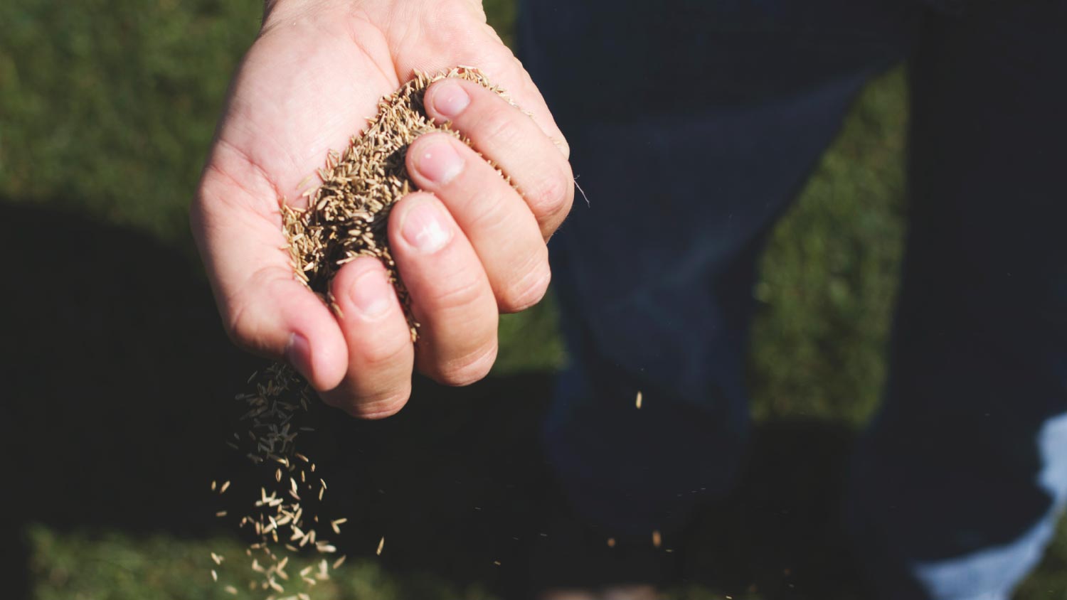 Guide to Pick the Right Grass Seed for Your Lawn